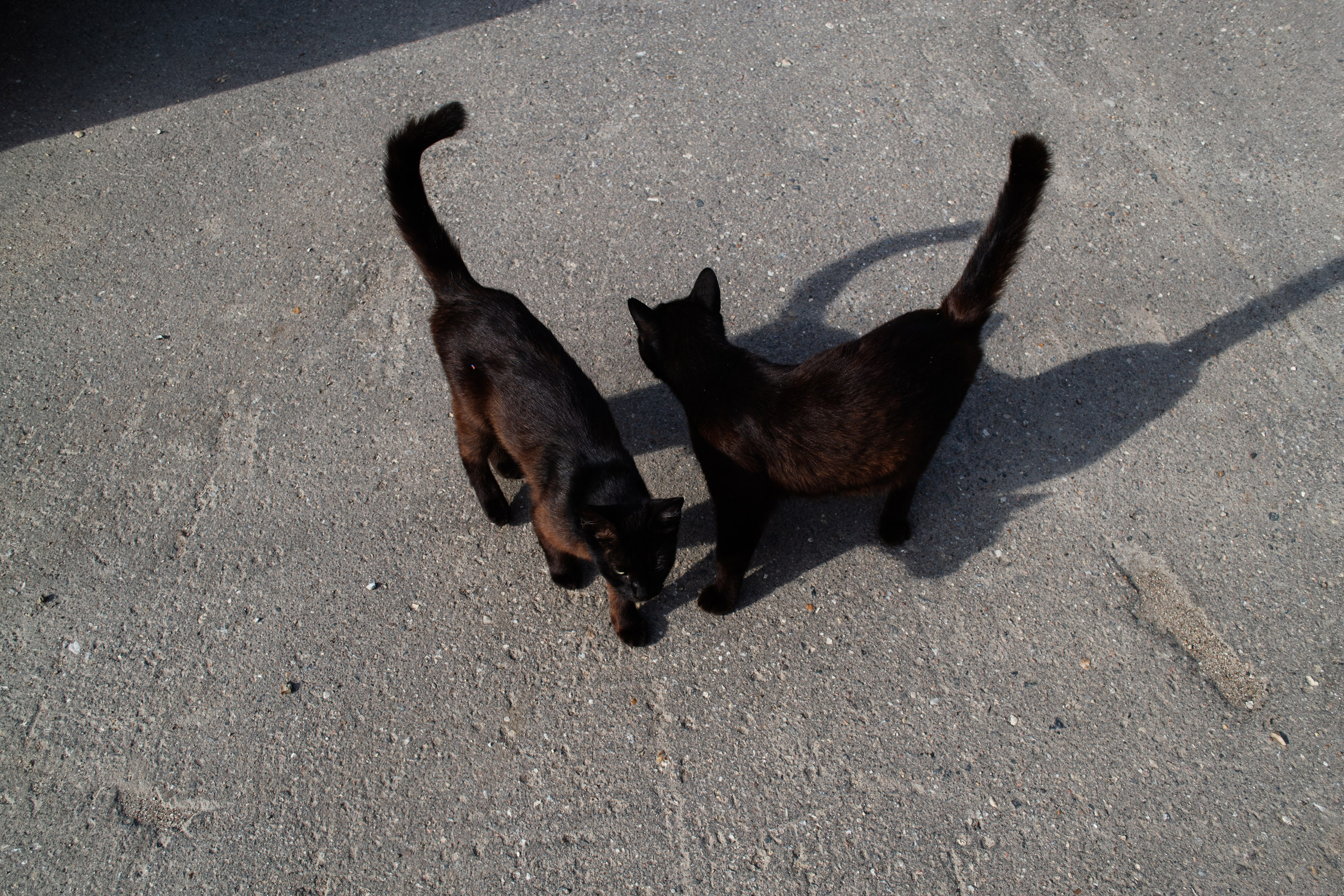 Cats.2. Dumshap | думшап