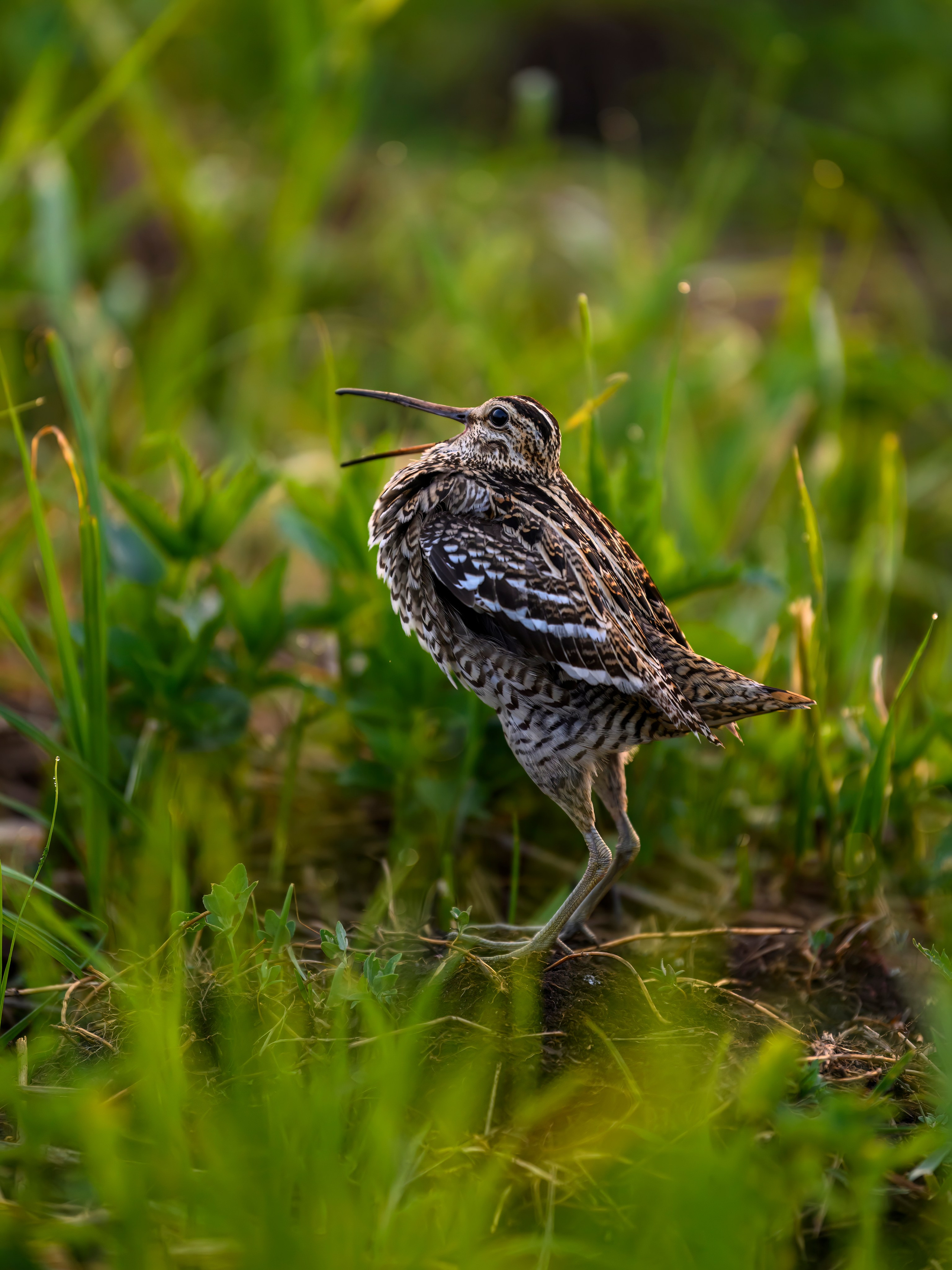 На дупелином току. Wildlife photography by Sergey Puponin