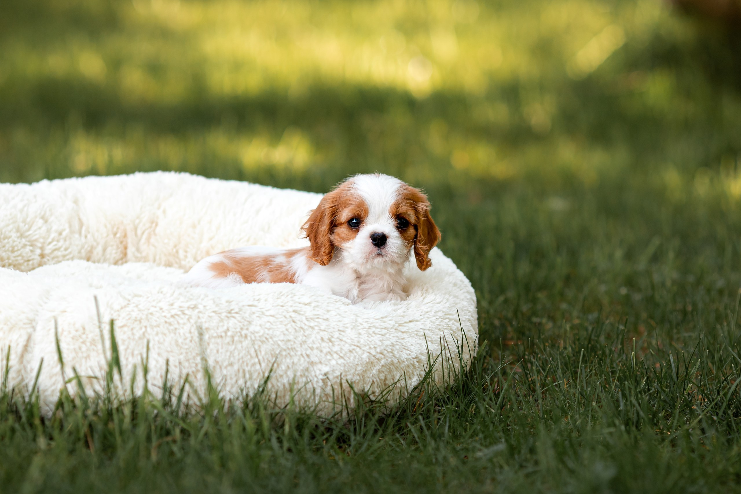 Belle Destino (питомник): щенки. Портретный и репортажный фотограф в Воронеже: Анастасия Пузикова