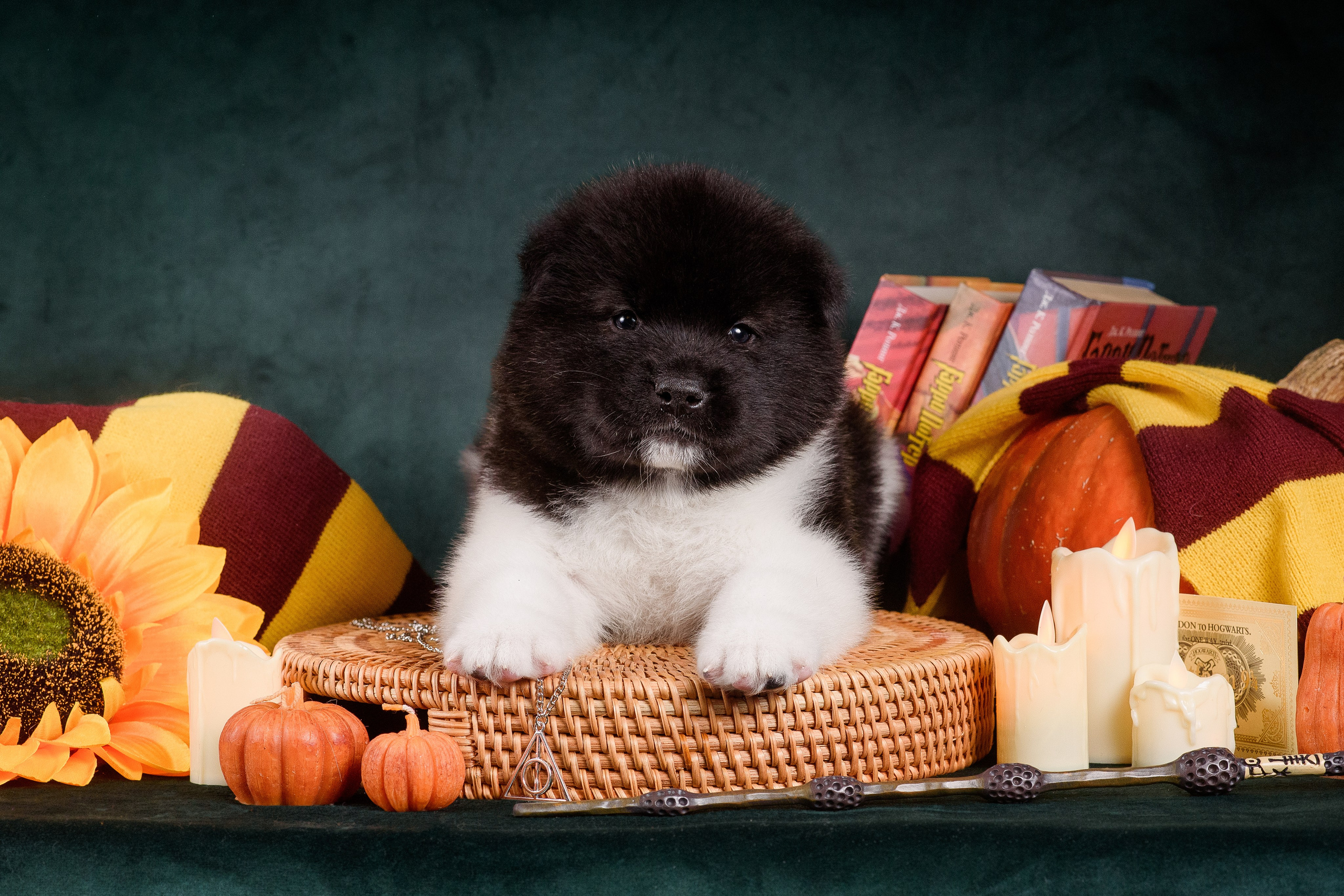 Щенки Американской Акиты — 04.11.2024. Фотограф — Анималист | Анна Абрамова