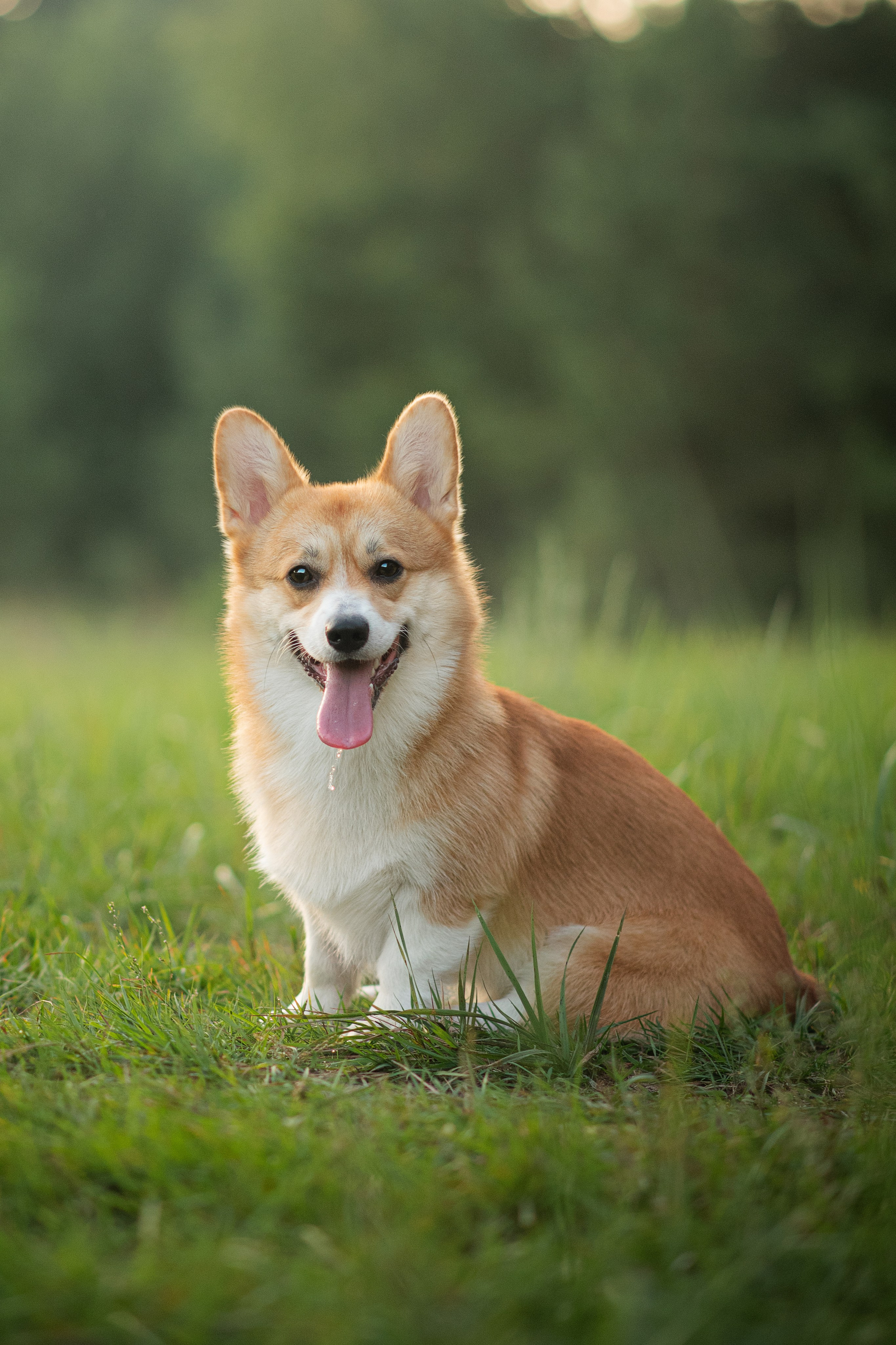 Саша, Оксана и Барни — 25.08.2024. Фотограф — Анималист | Анна Абрамова