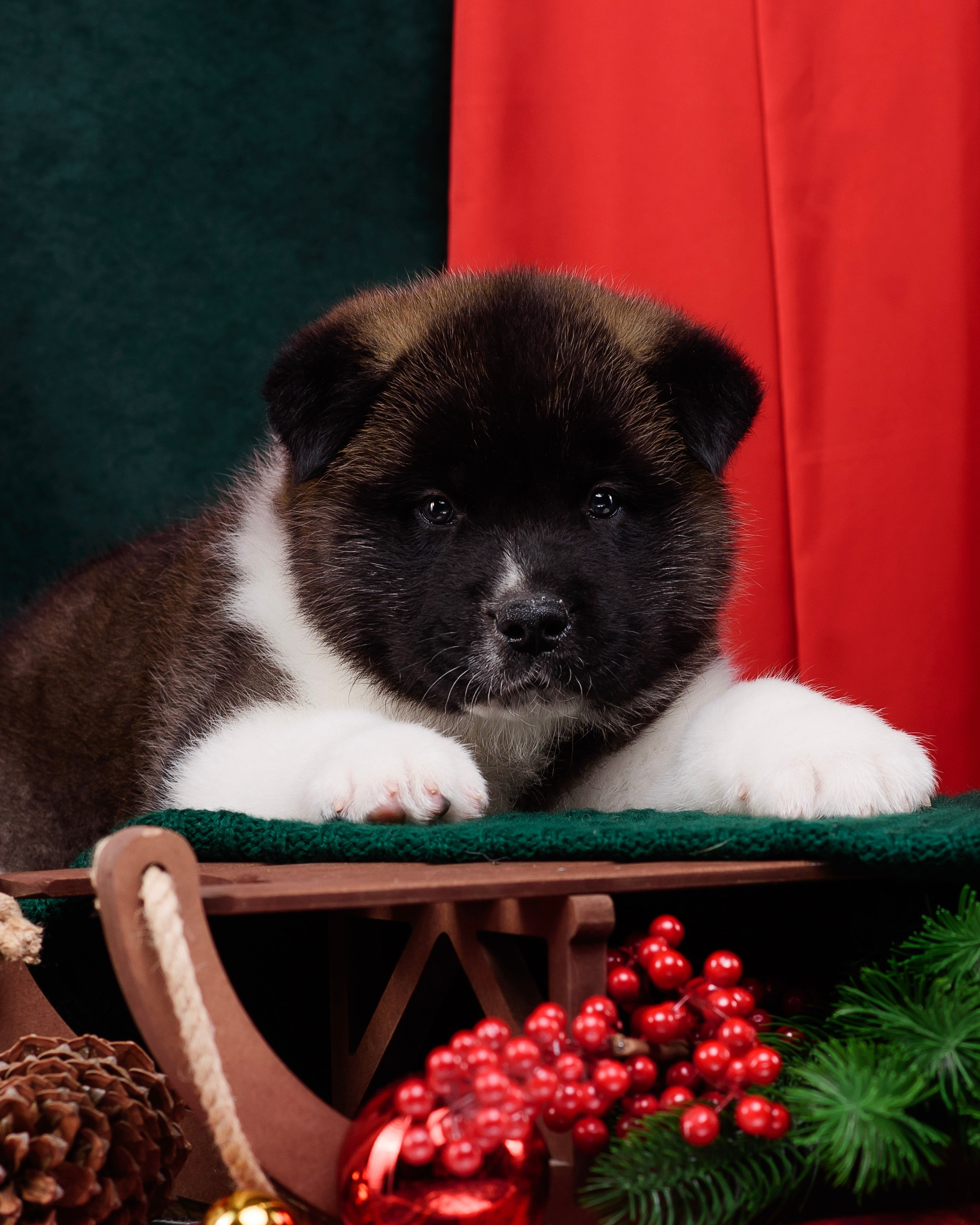 Щенки Американской Акиты. Фотограф — Анималист | Анна Абрамова