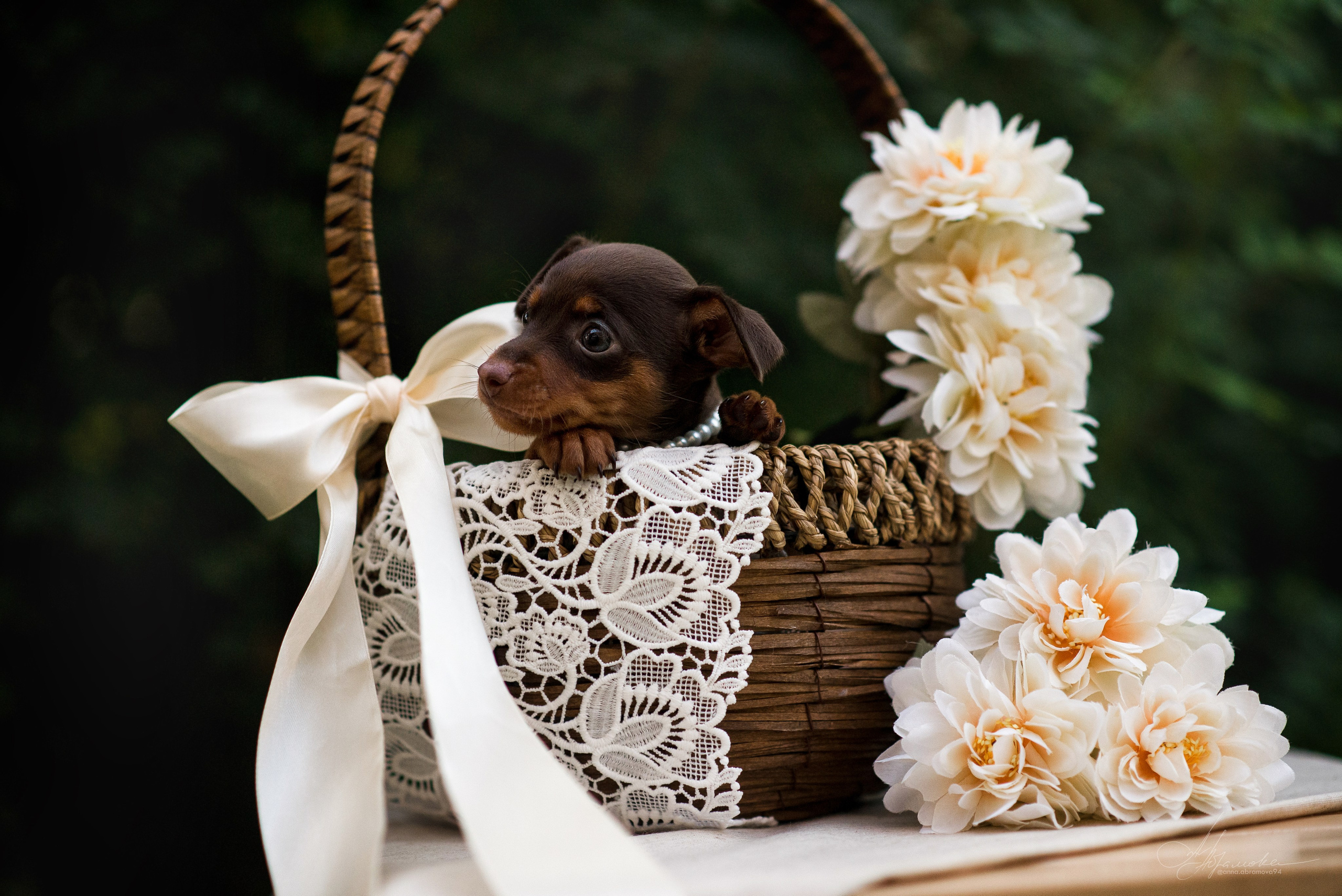 Щенки пражских крысариков — 06.08.2023. Фотограф — Анималист | Анна Абрамова