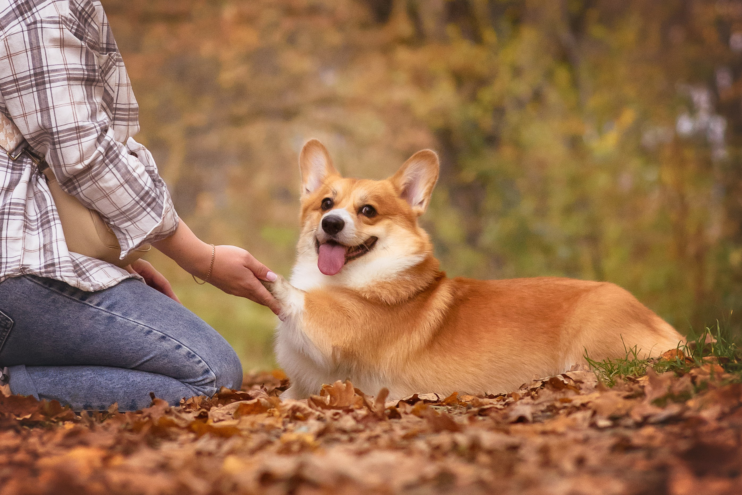 Женя и Феникс — 05.10.2024. Фотограф — Анималист | Анна Абрамова