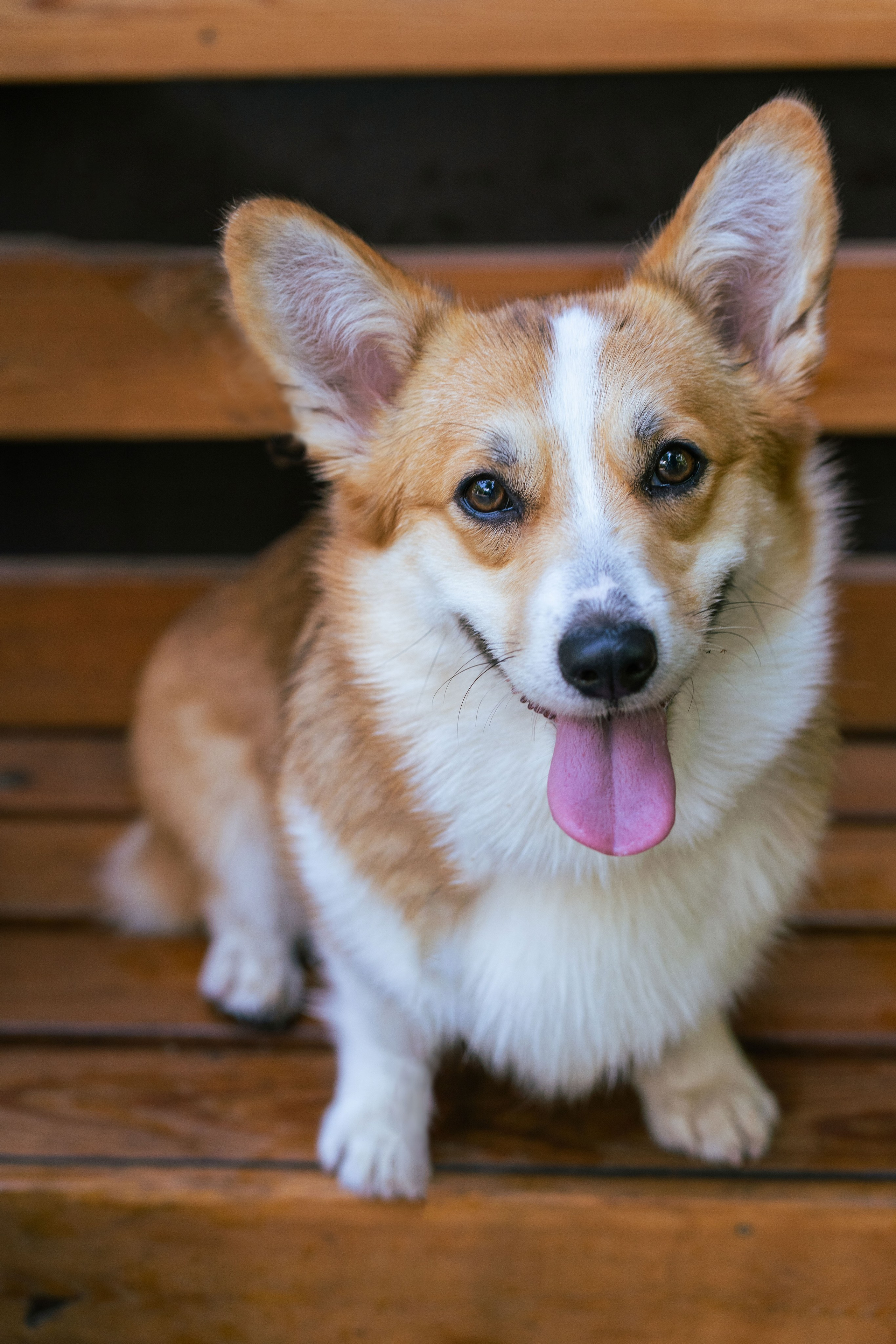 Ольга и коржики. Свадебный фотограф в Москве Анна Полушина