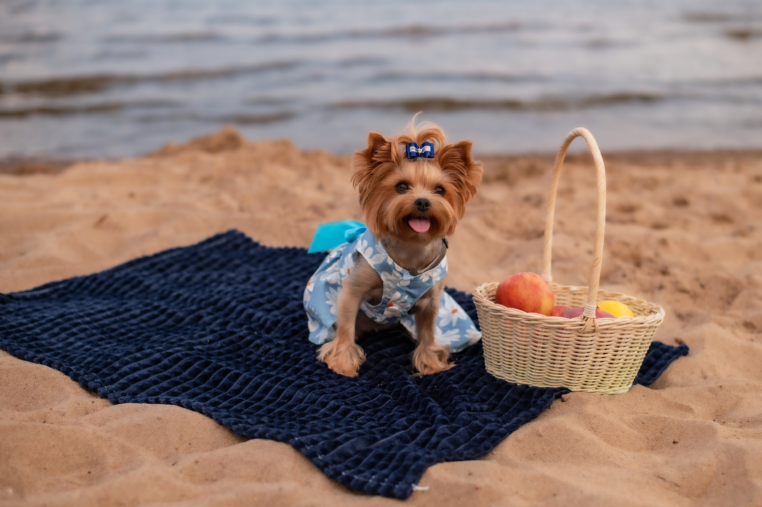 Закат на заливе. Свадебный и семейный фотограф в Санкт-Петербурге — Мария Черепанова