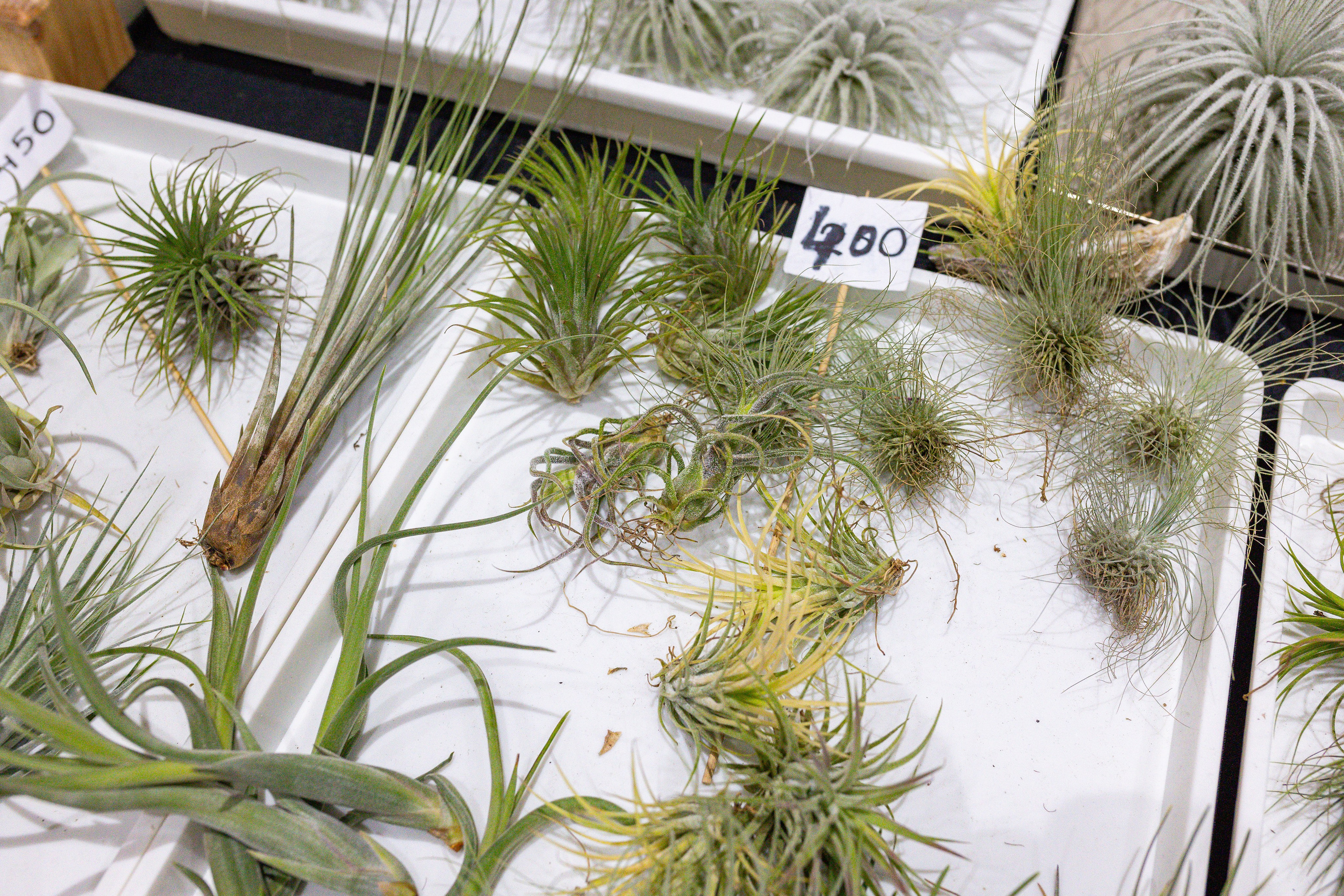 Монстериум 11–12 октября. Александра Куликова фотограф, Москва