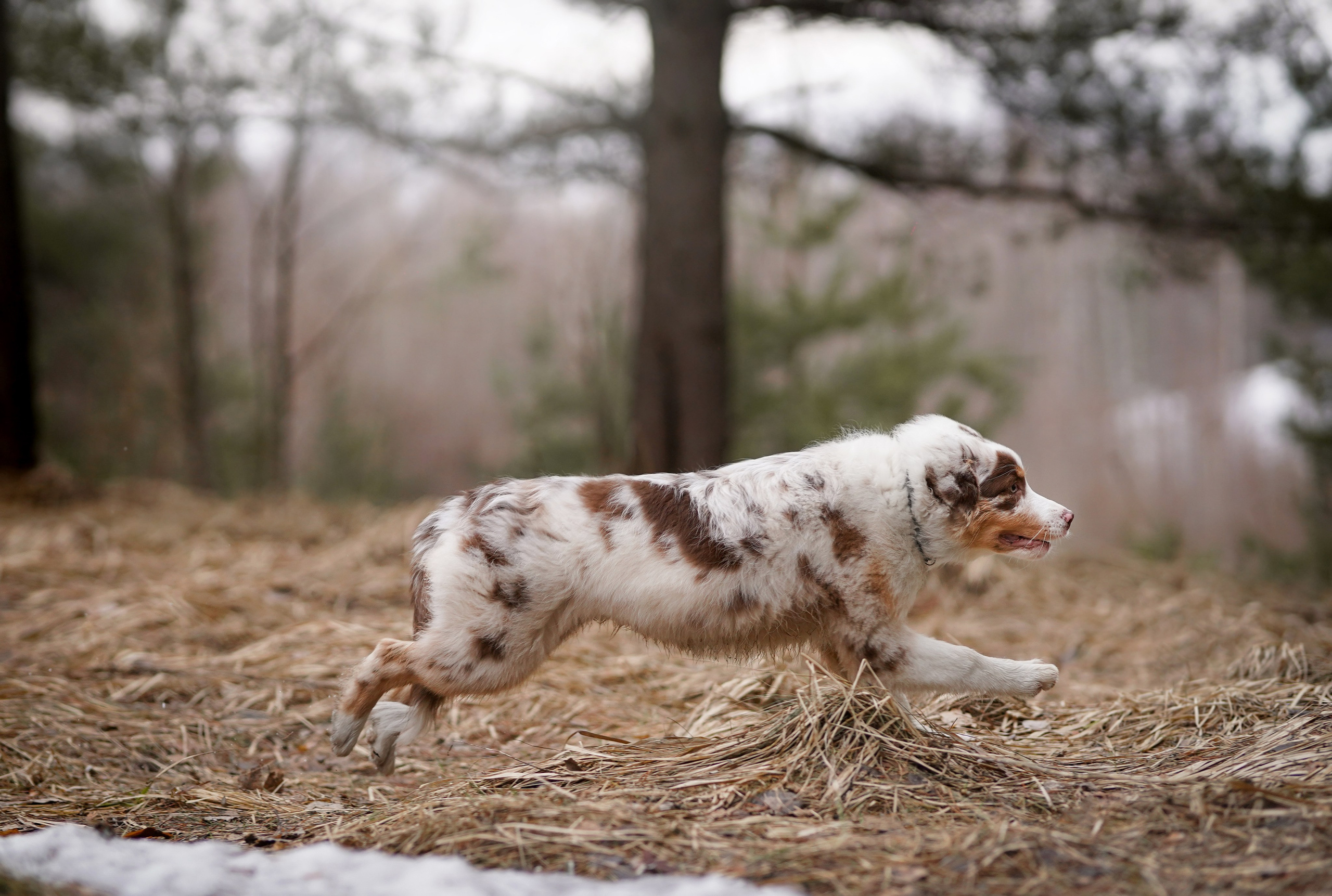 Панда и Эста. Фотограф-анималист в Санкт-Петербурге Яна Мартынова