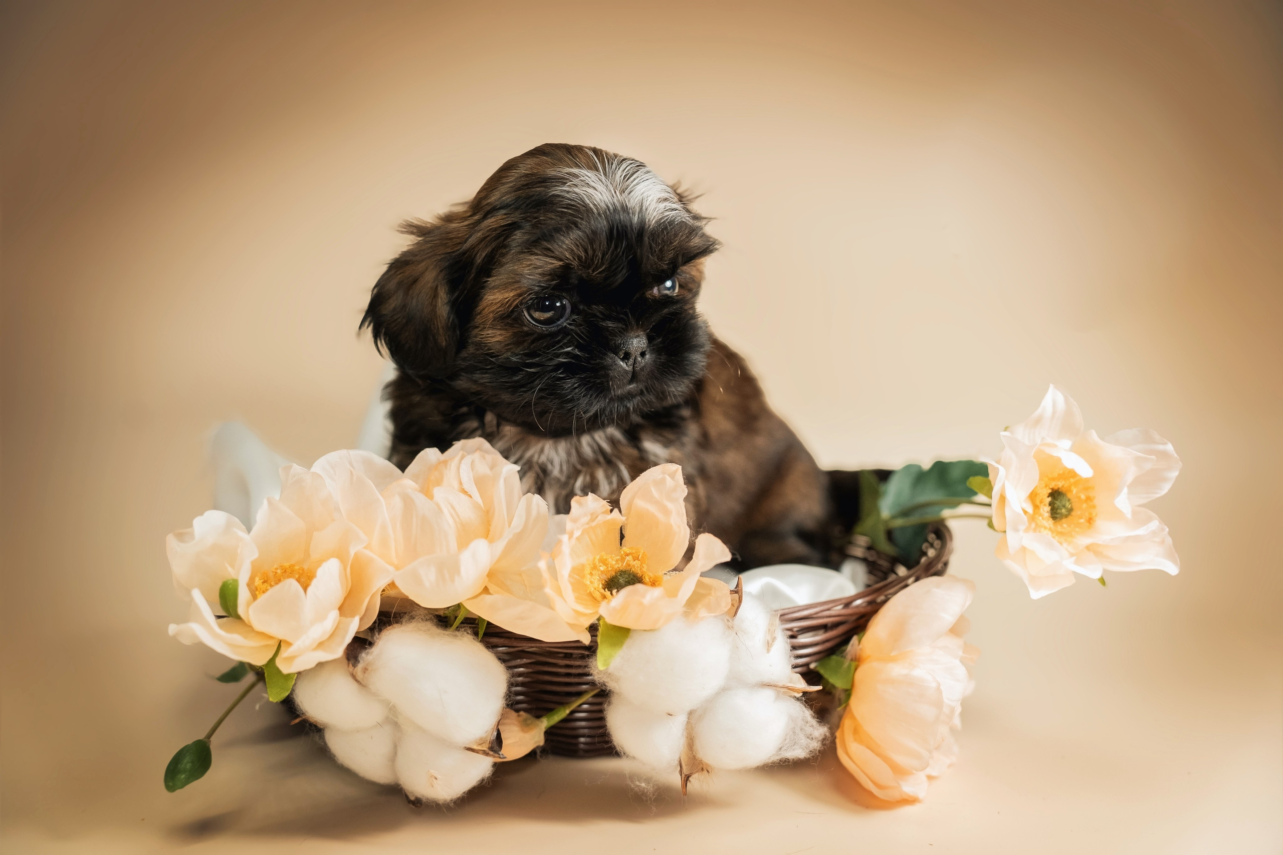 Щенки. Семейный фотограф анималист г. Находка