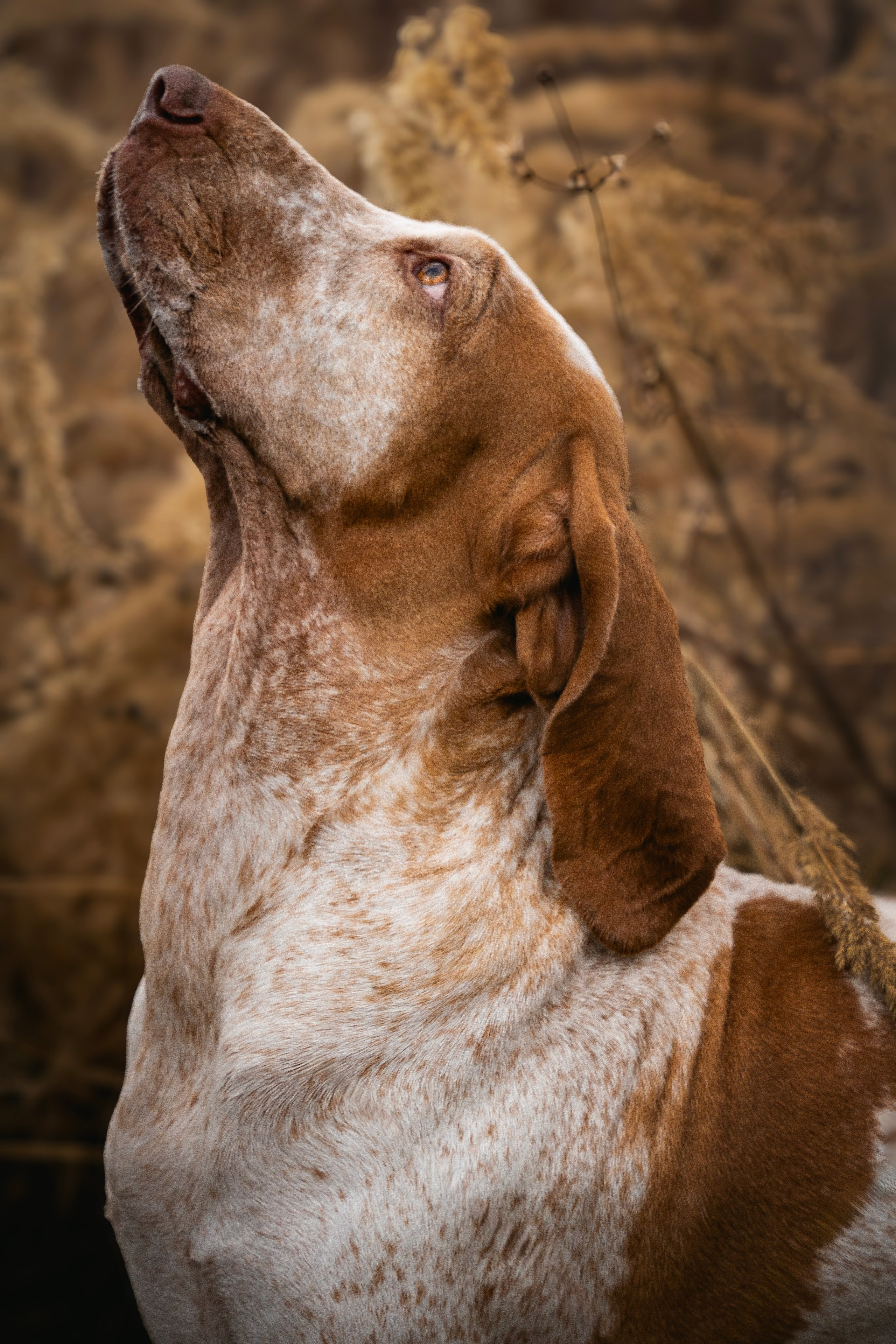 Итальянский бракк Стеша и Любомир. Семейный фотограф анималист г. Находка