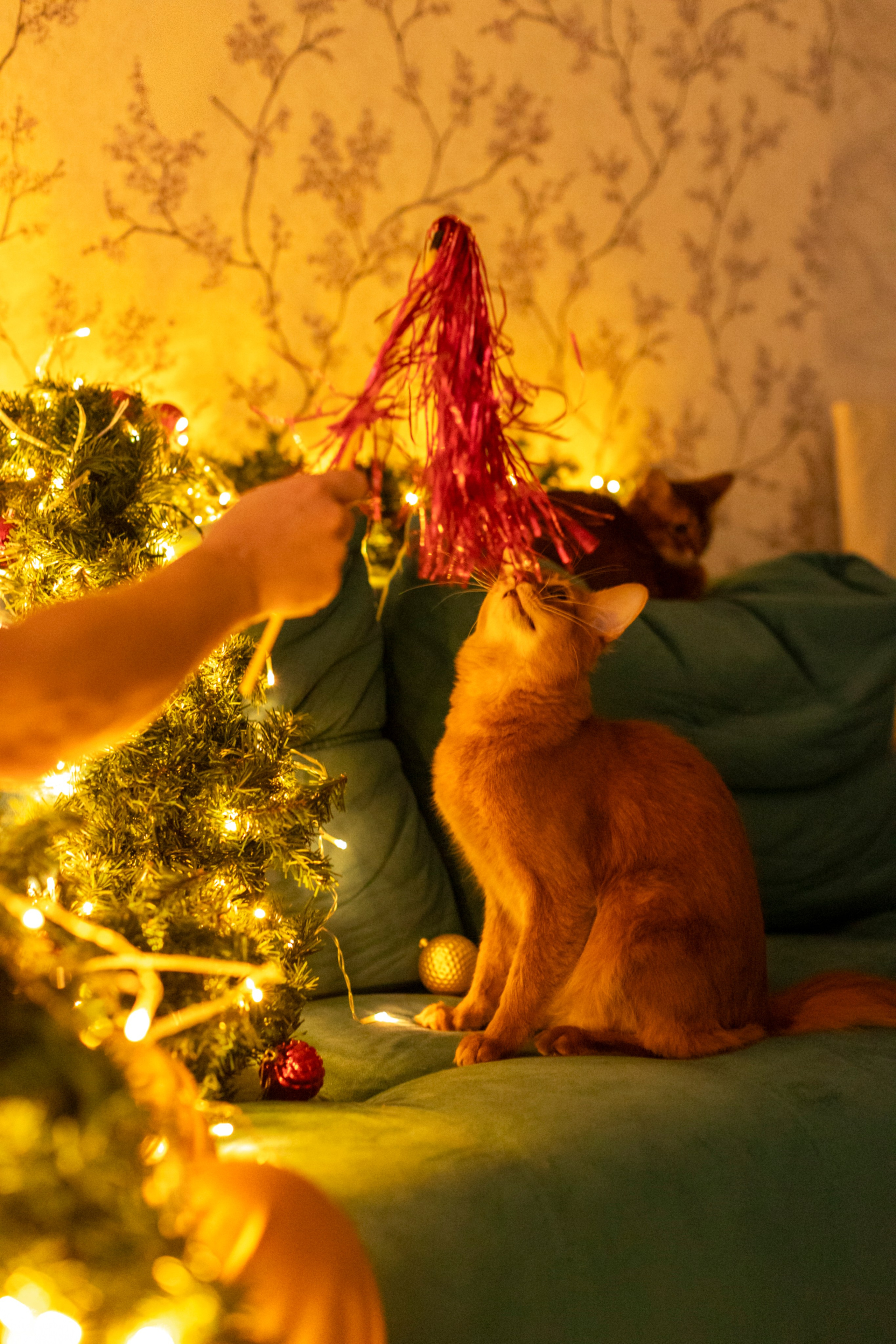 Сомали. Art my Pho