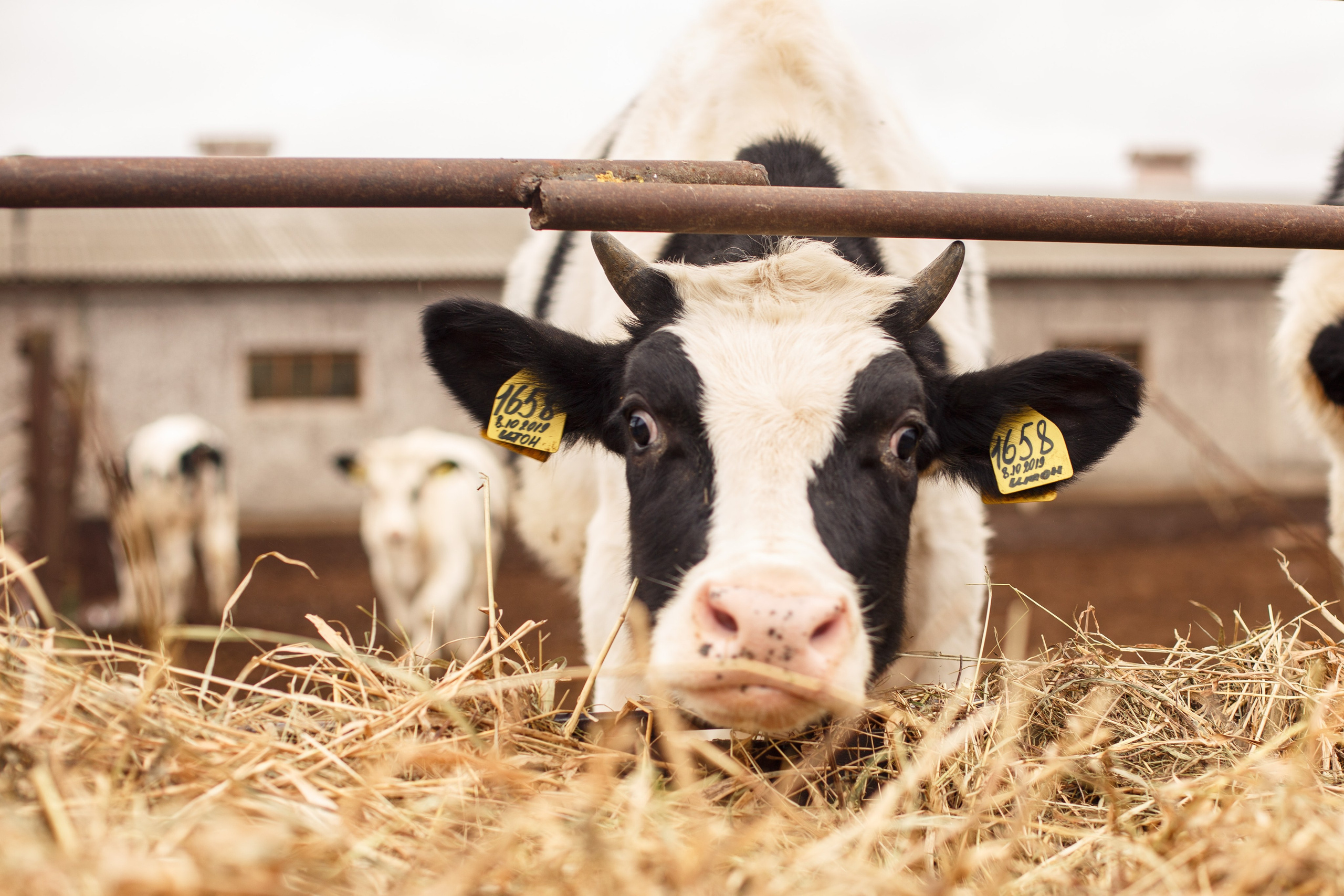 Шатурский Агропромышленный комбинат. Деловая и Бизнес съемка в  Москве Инесса Грушко