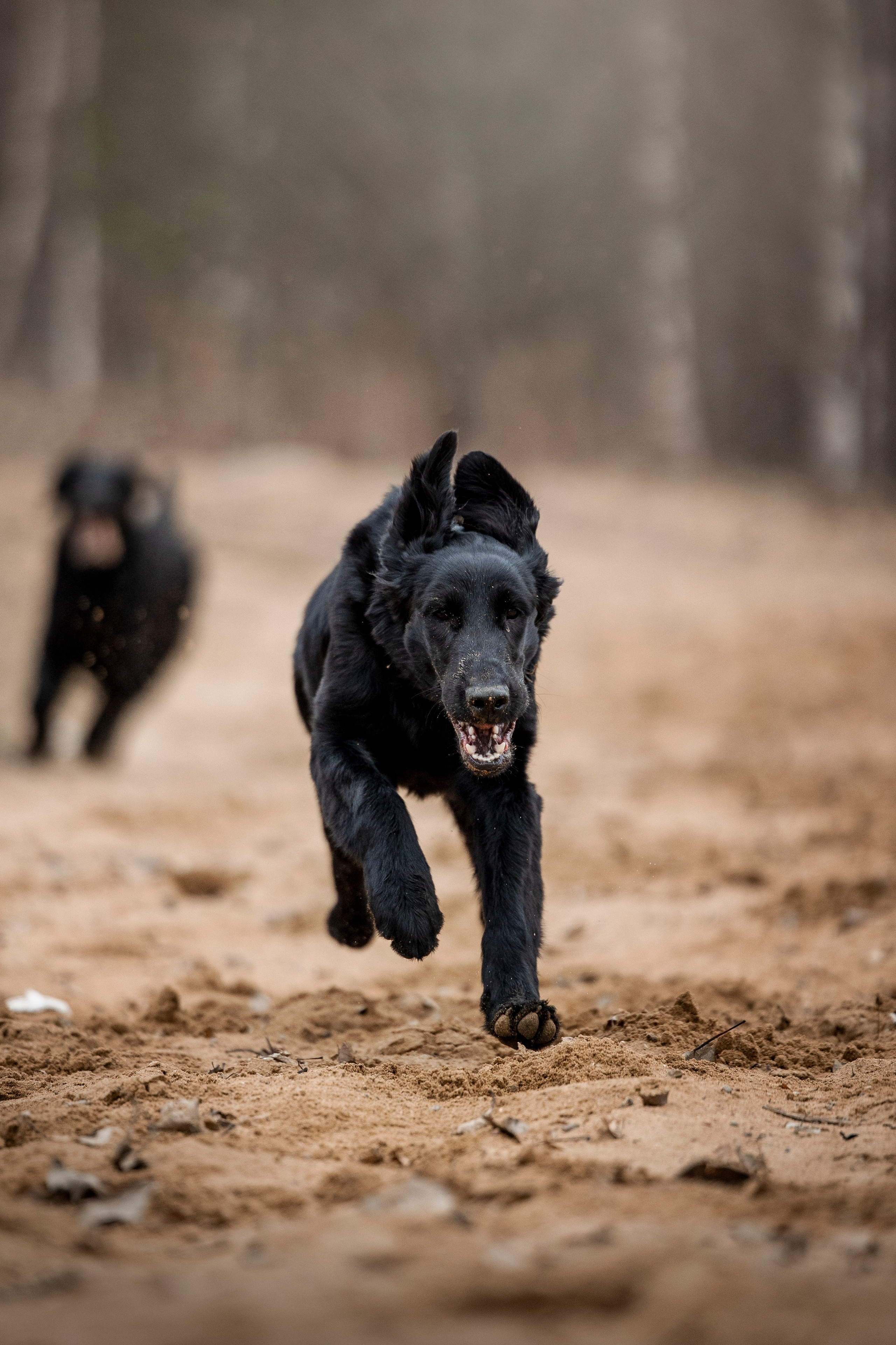 Ора, Ева, Рози и их семья. Фотограф — Анималист | Санкт-Петербург
