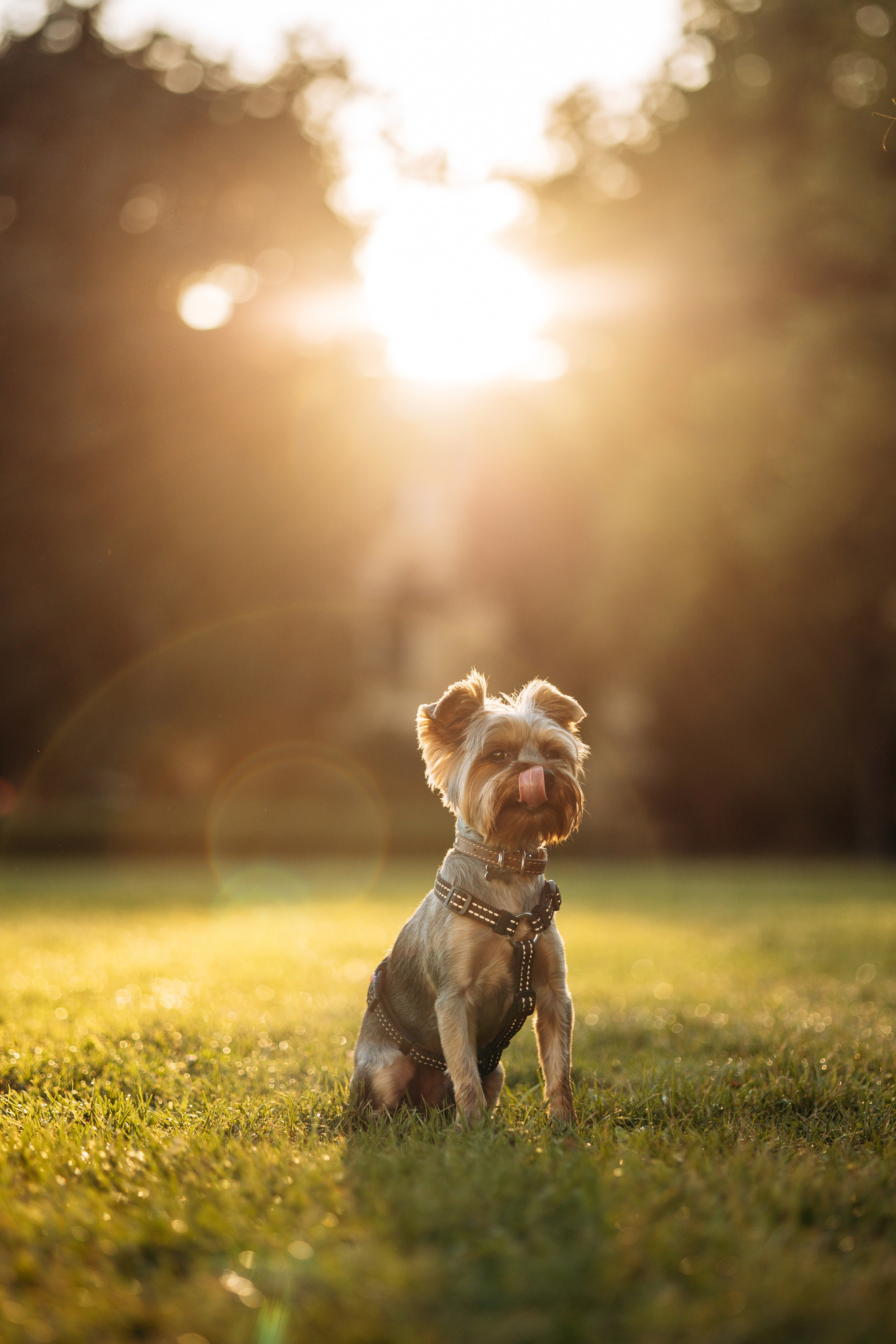 Филя и его семья. Фотограф — Анималист | Санкт-Петербург