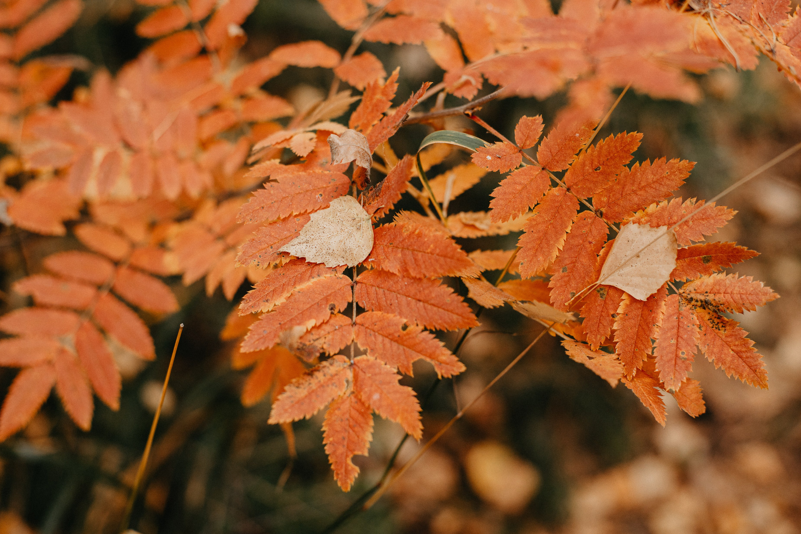 Семь Братьев. Семейный фотограф Трусова Евгения в Екатеринбурге