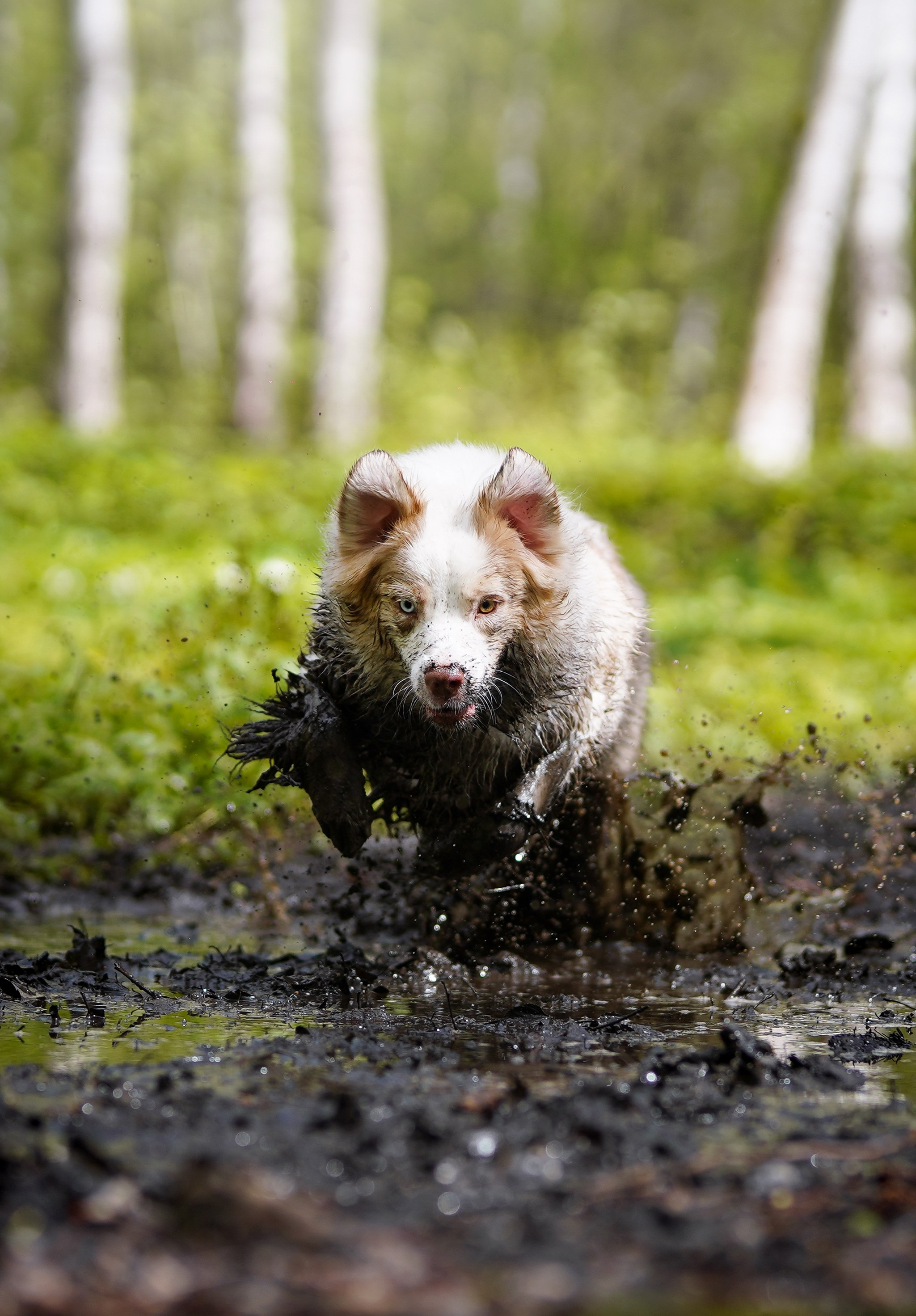 Рокки и Гермиона. Фотограф-анималист в Санкт-Петербурге Яна Мартынова