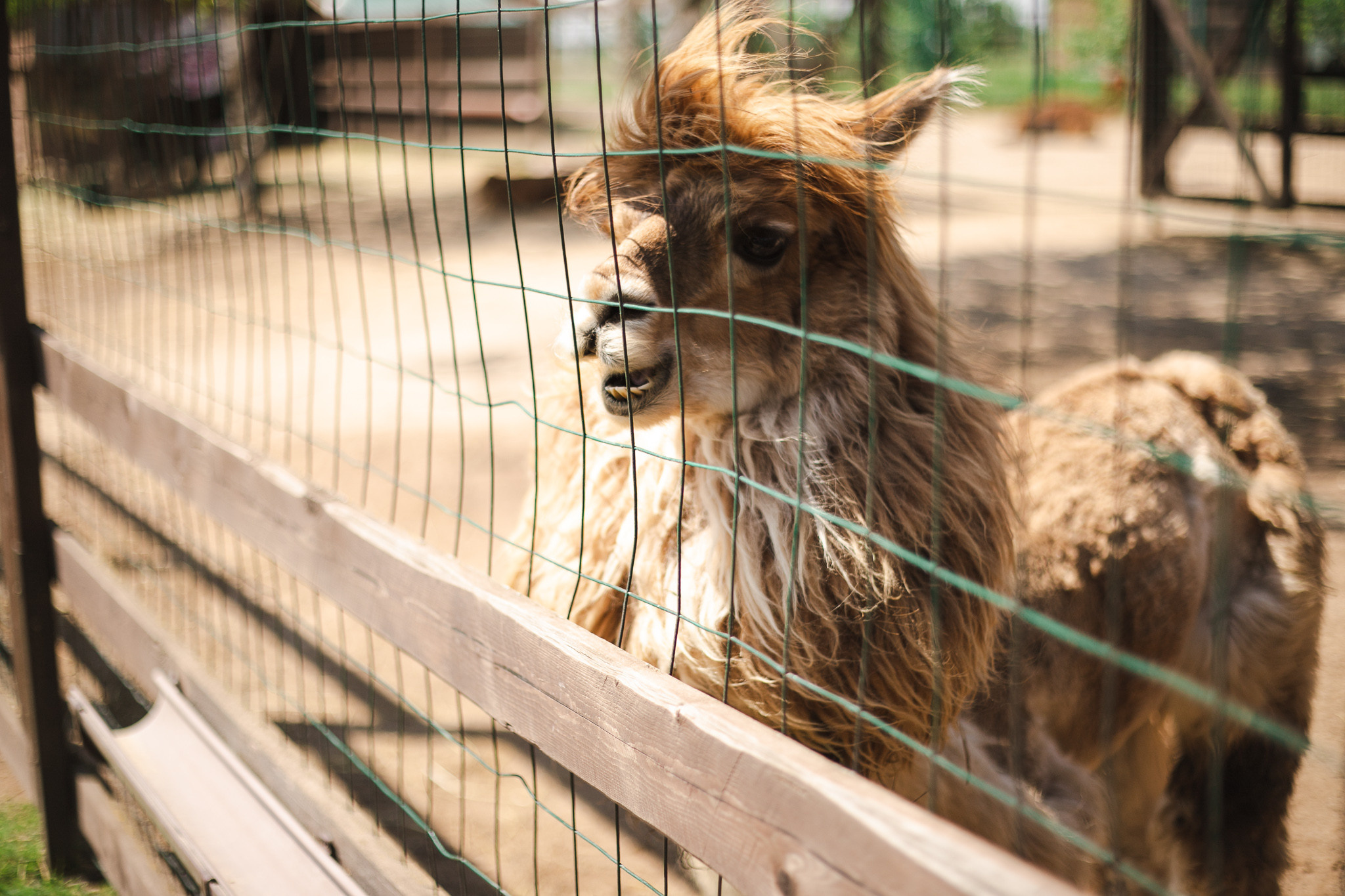 Русские альпаки. Фотограф в Иркутске Тома Кабанова
