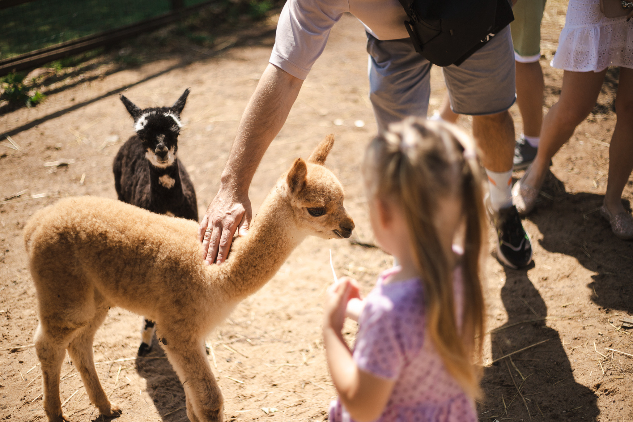 Русские альпаки. Фотограф в Иркутске Тома Кабанова