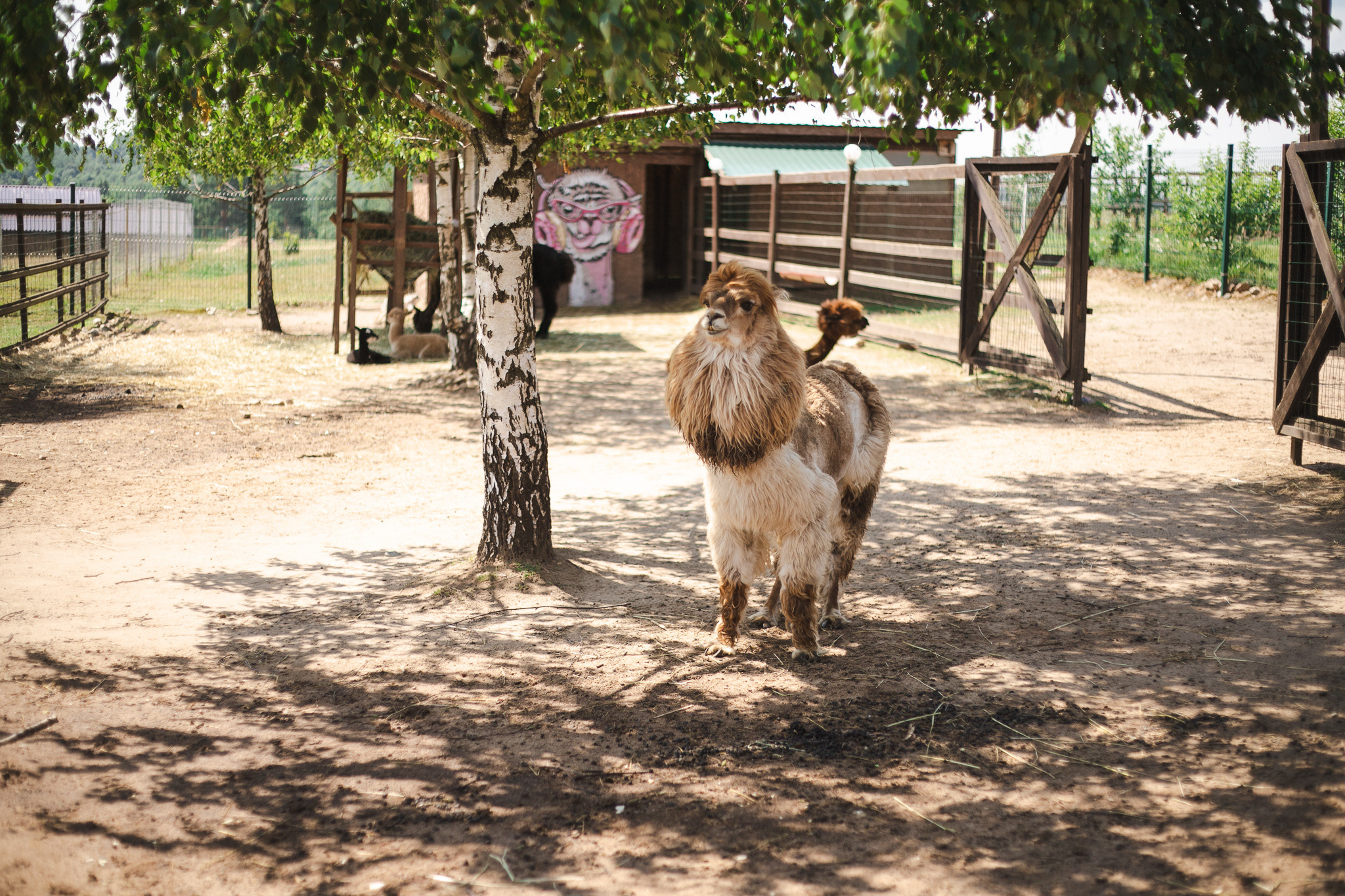 Русские альпаки. Фотограф в Иркутске Тома Кабанова