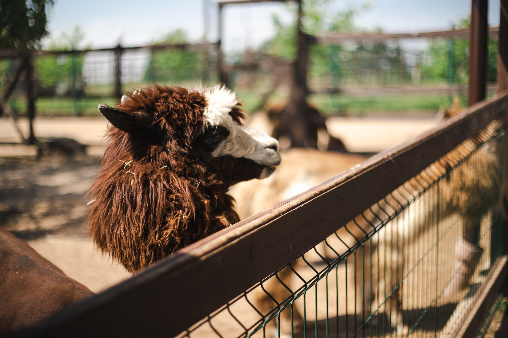 Русские альпаки. Фотограф в Иркутске Тома Кабанова