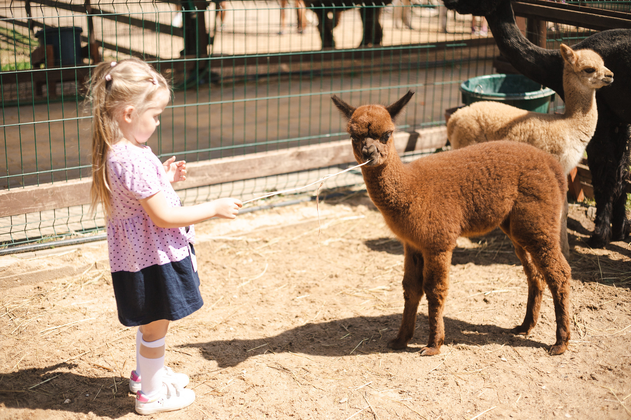 Русские альпаки. Фотограф в Иркутске Тома Кабанова