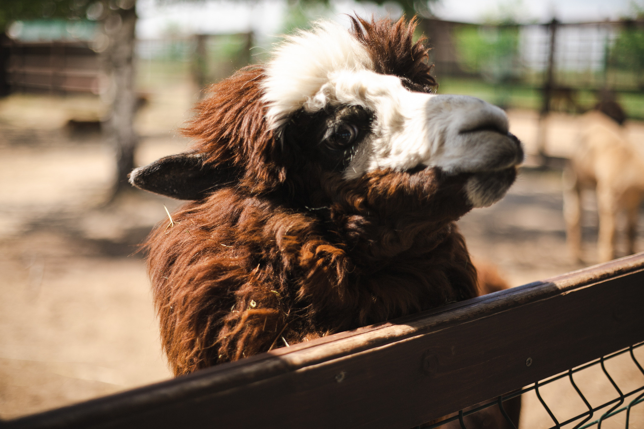 Русские альпаки. Фотограф в Иркутске Тома Кабанова