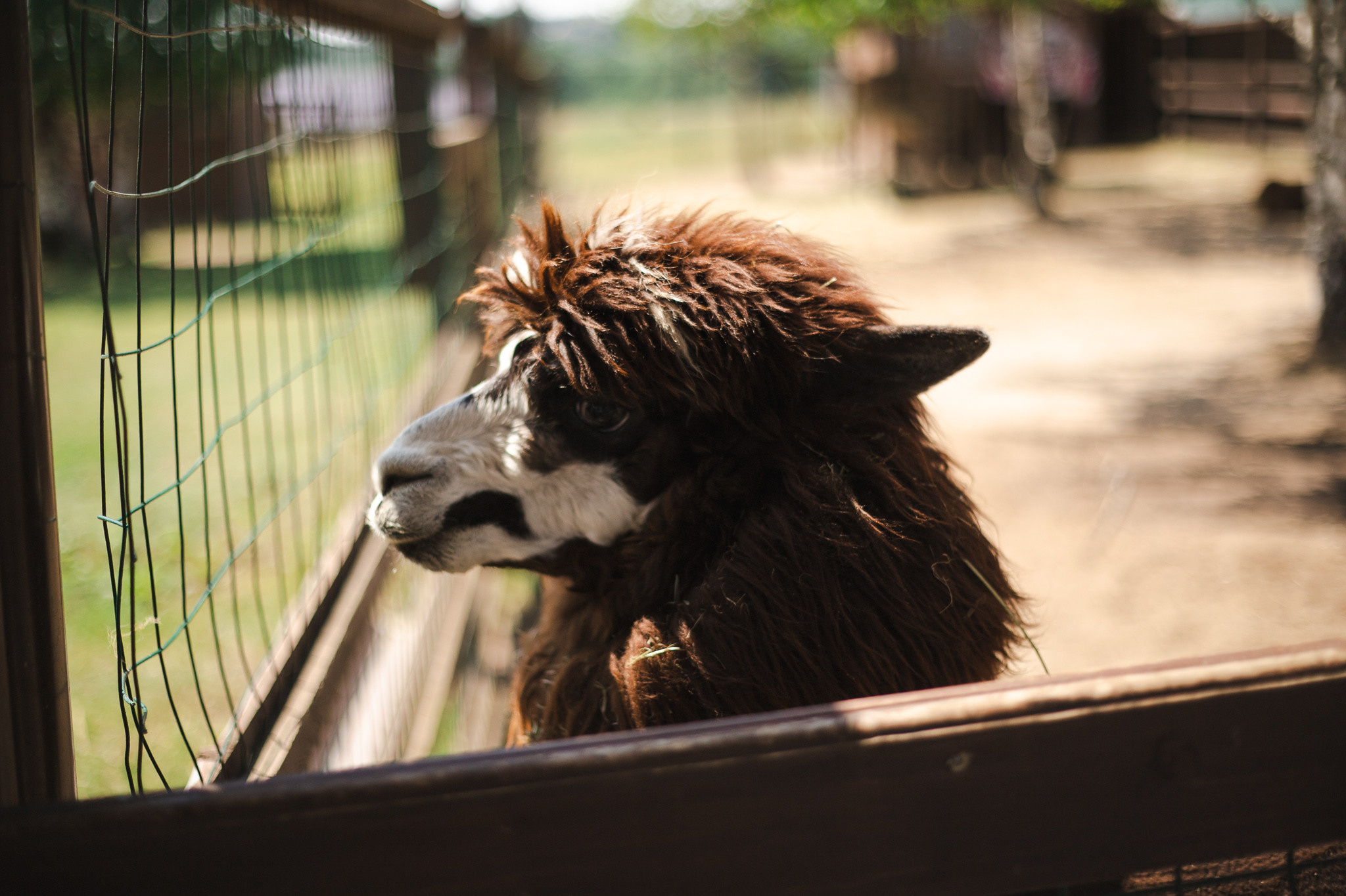 Русские альпаки. Фотограф в Иркутске Тома Кабанова