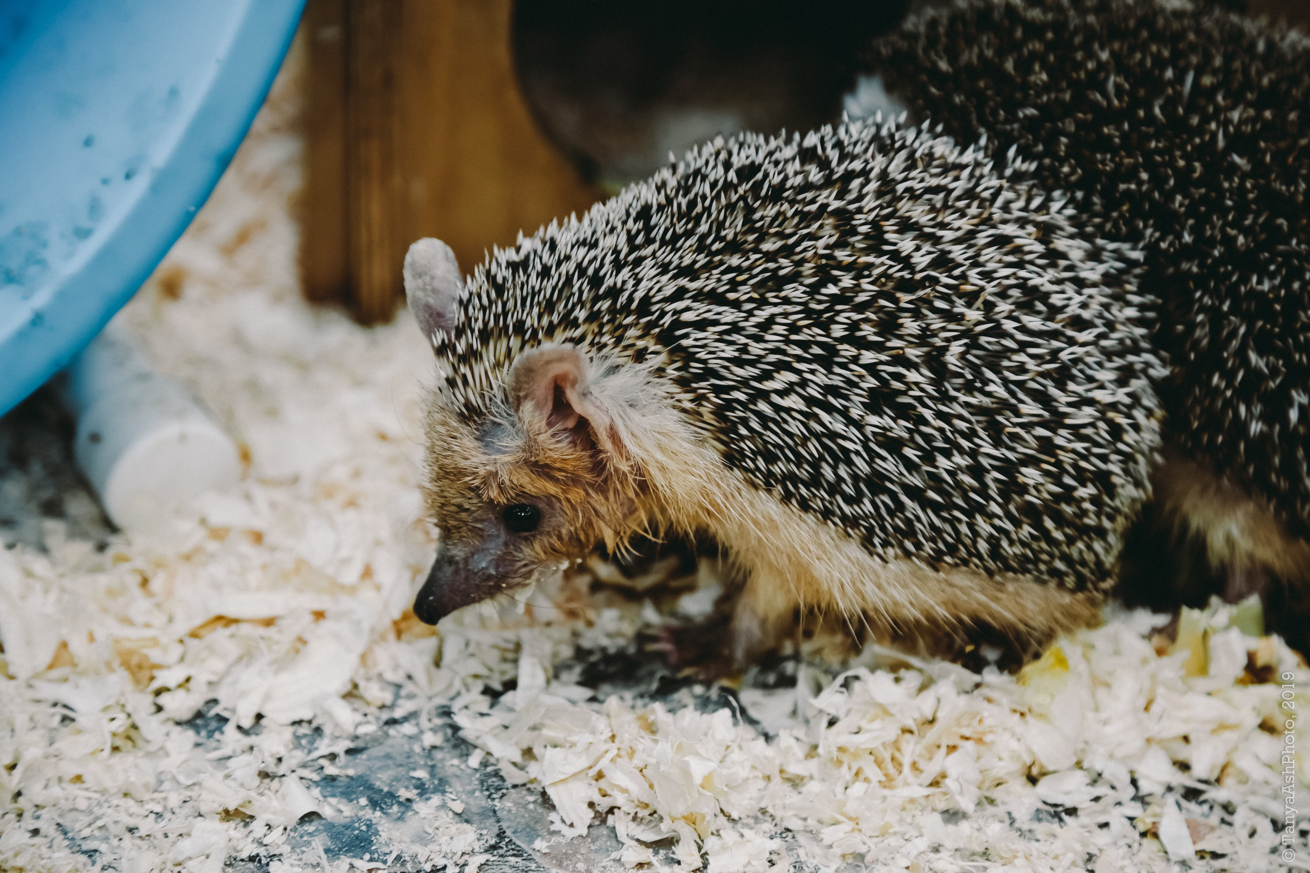 Контактный зоопарк "Зверюшки - не игрушки". Фотограф Сонкина Татьяна