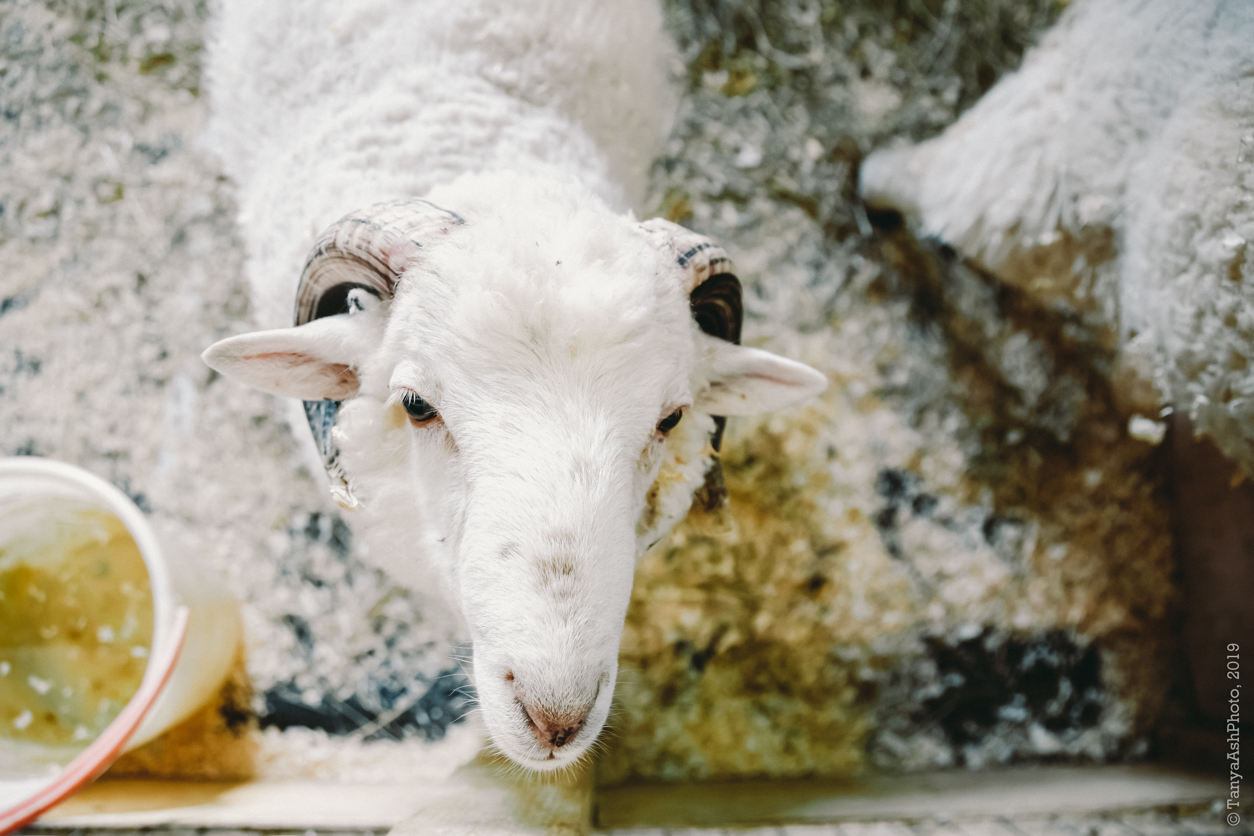 Контактный зоопарк "Зверюшки - не игрушки". Фотограф Сонкина Татьяна