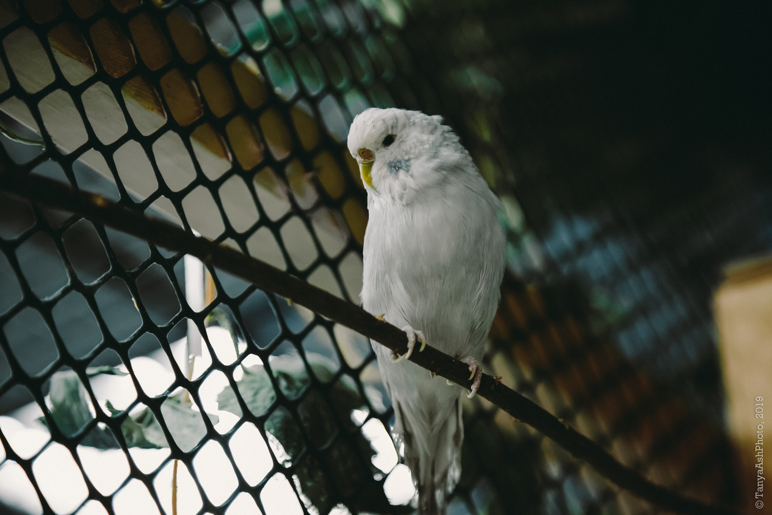 Контактный зоопарк "Зверюшки - не игрушки". Фотограф Сонкина Татьяна