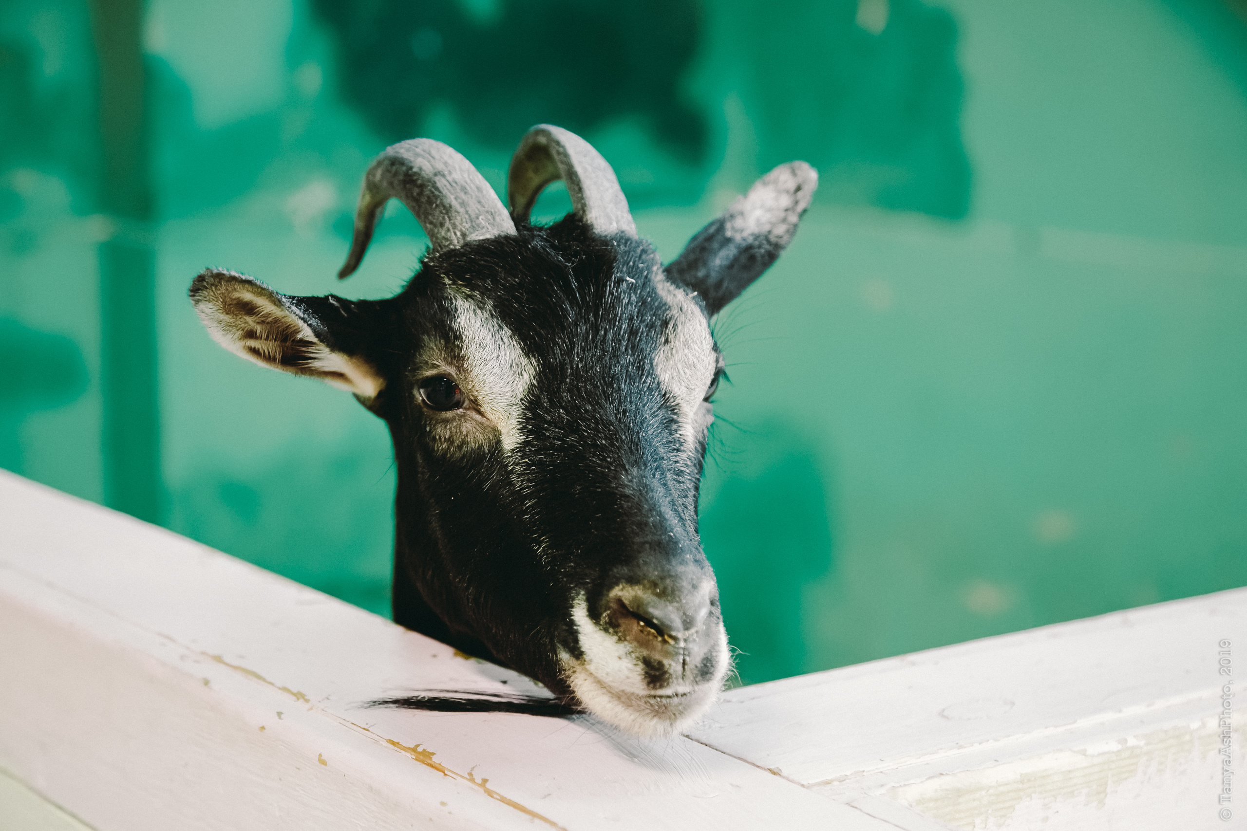 Контактный зоопарк "Зверюшки - не игрушки". Фотограф Сонкина Татьяна