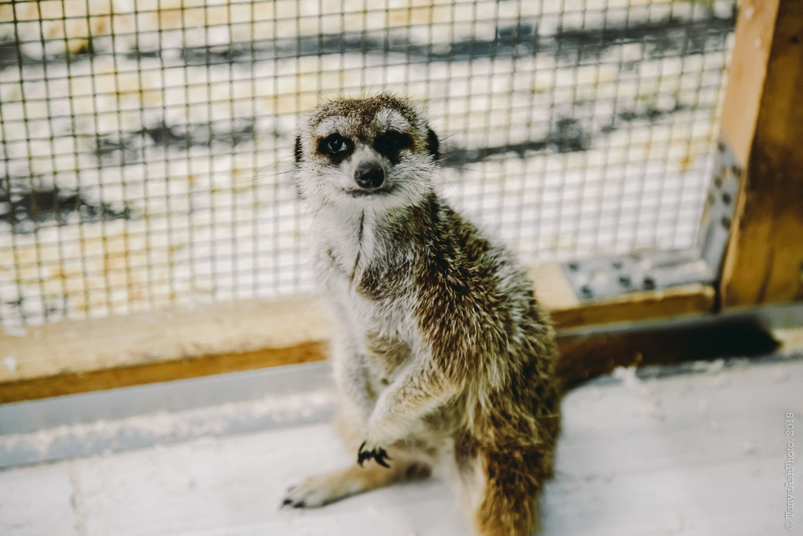 Контактный зоопарк "Зверюшки - не игрушки". Фотограф Сонкина Татьяна