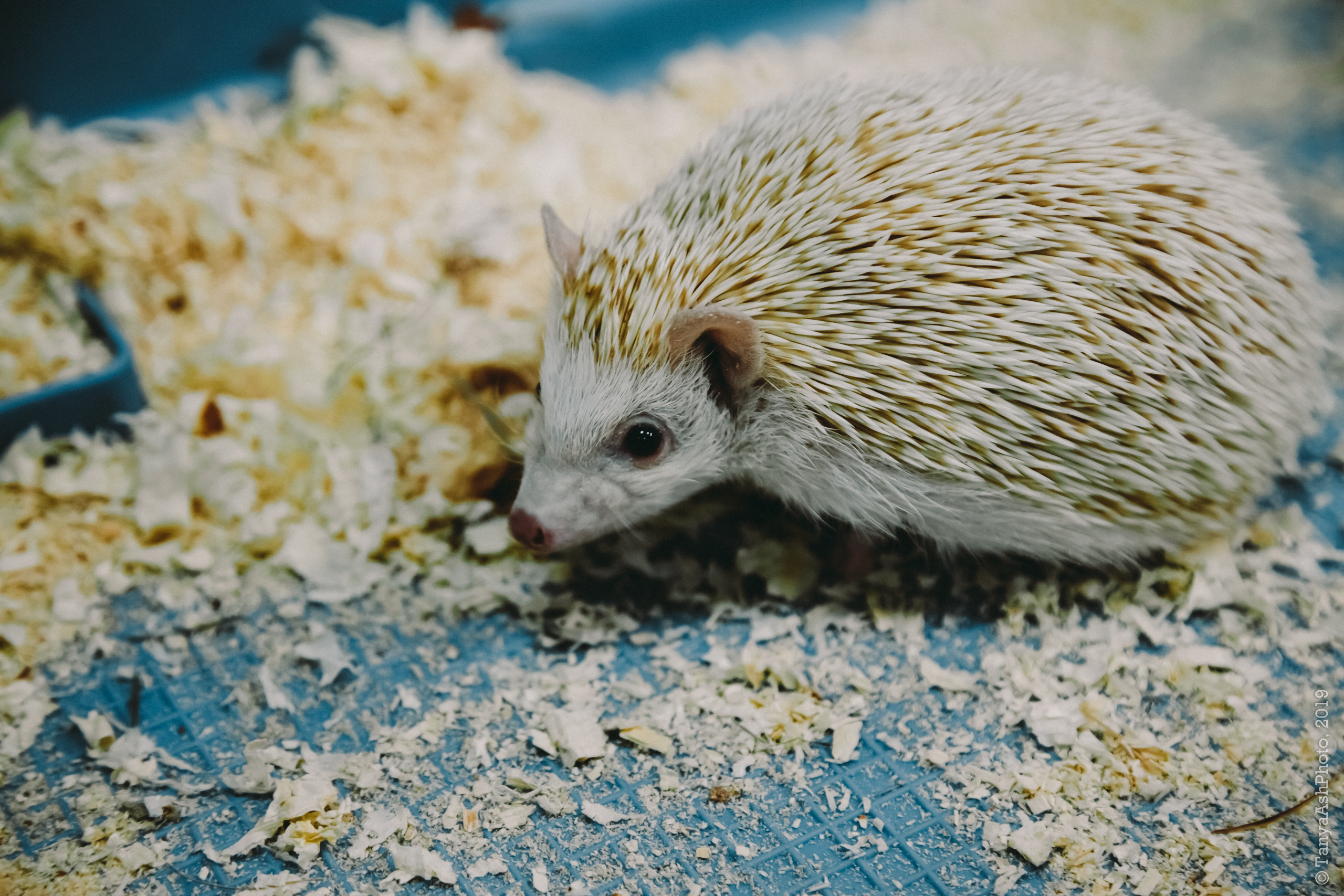 Контактный зоопарк "Зверюшки - не игрушки". Фотограф Сонкина Татьяна