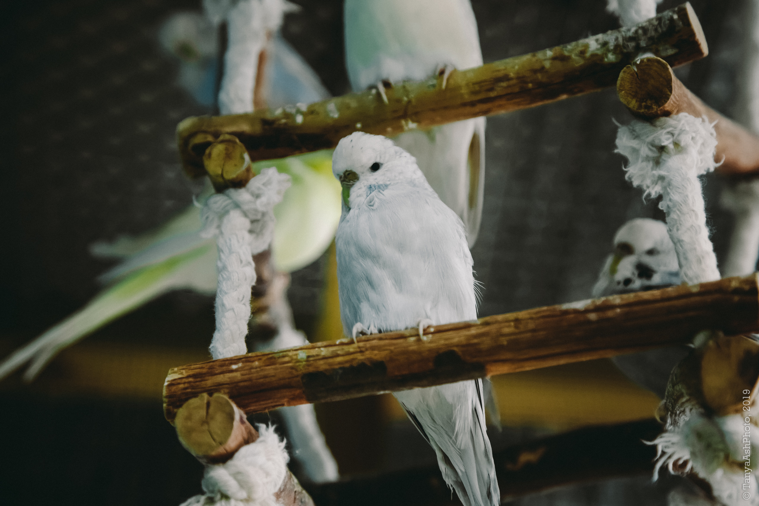 Контактный зоопарк "Зверюшки - не игрушки". Фотограф Сонкина Татьяна