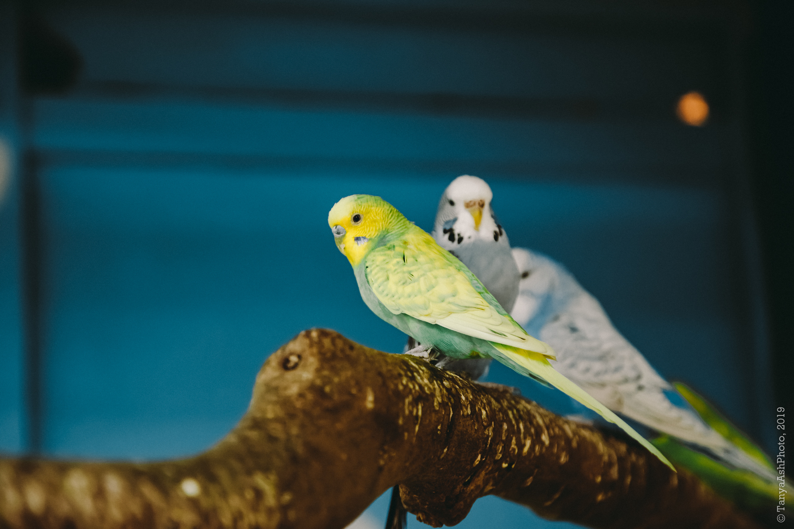 Контактный зоопарк "Зверюшки - не игрушки". Фотограф Сонкина Татьяна