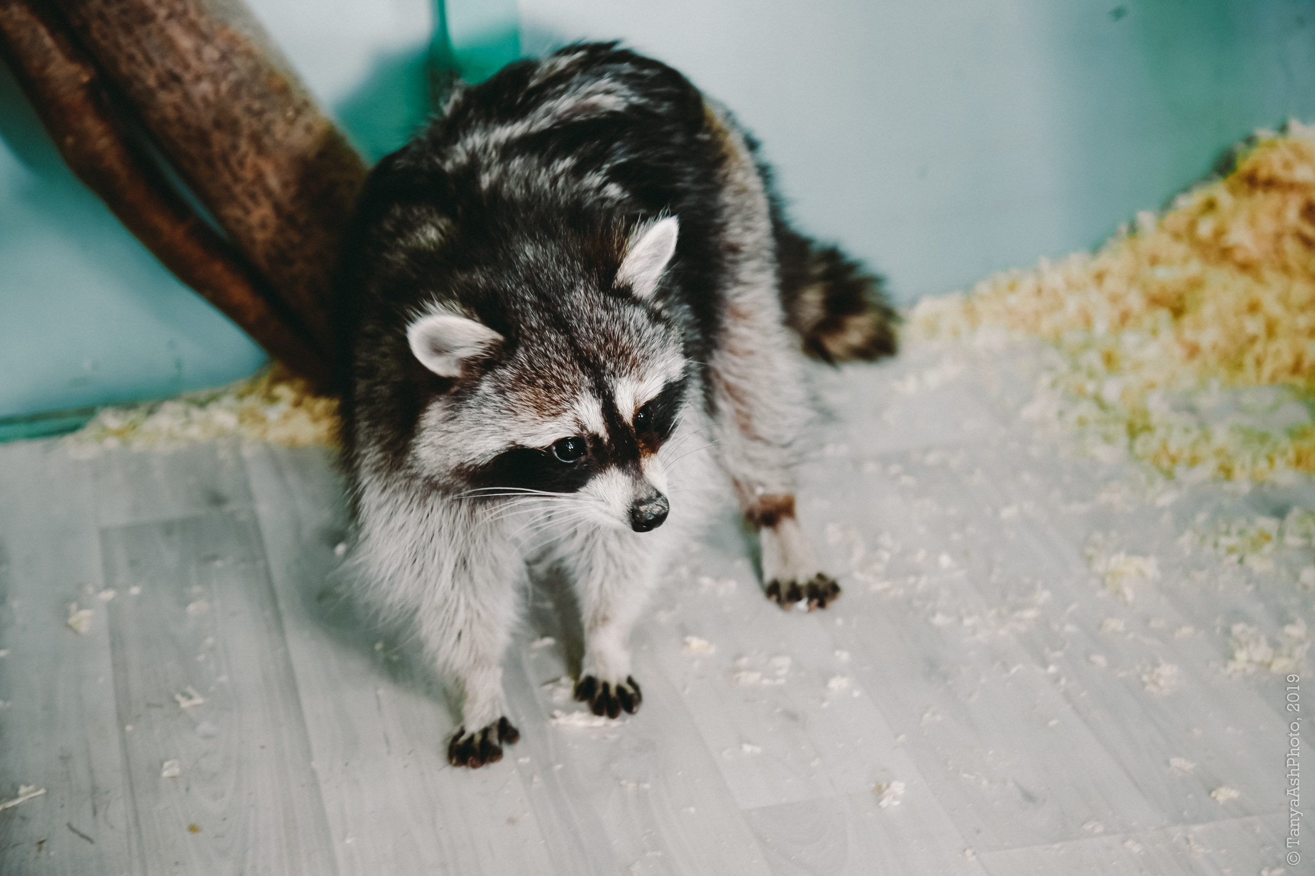 Контактный зоопарк "Зверюшки - не игрушки". Фотограф Сонкина Татьяна