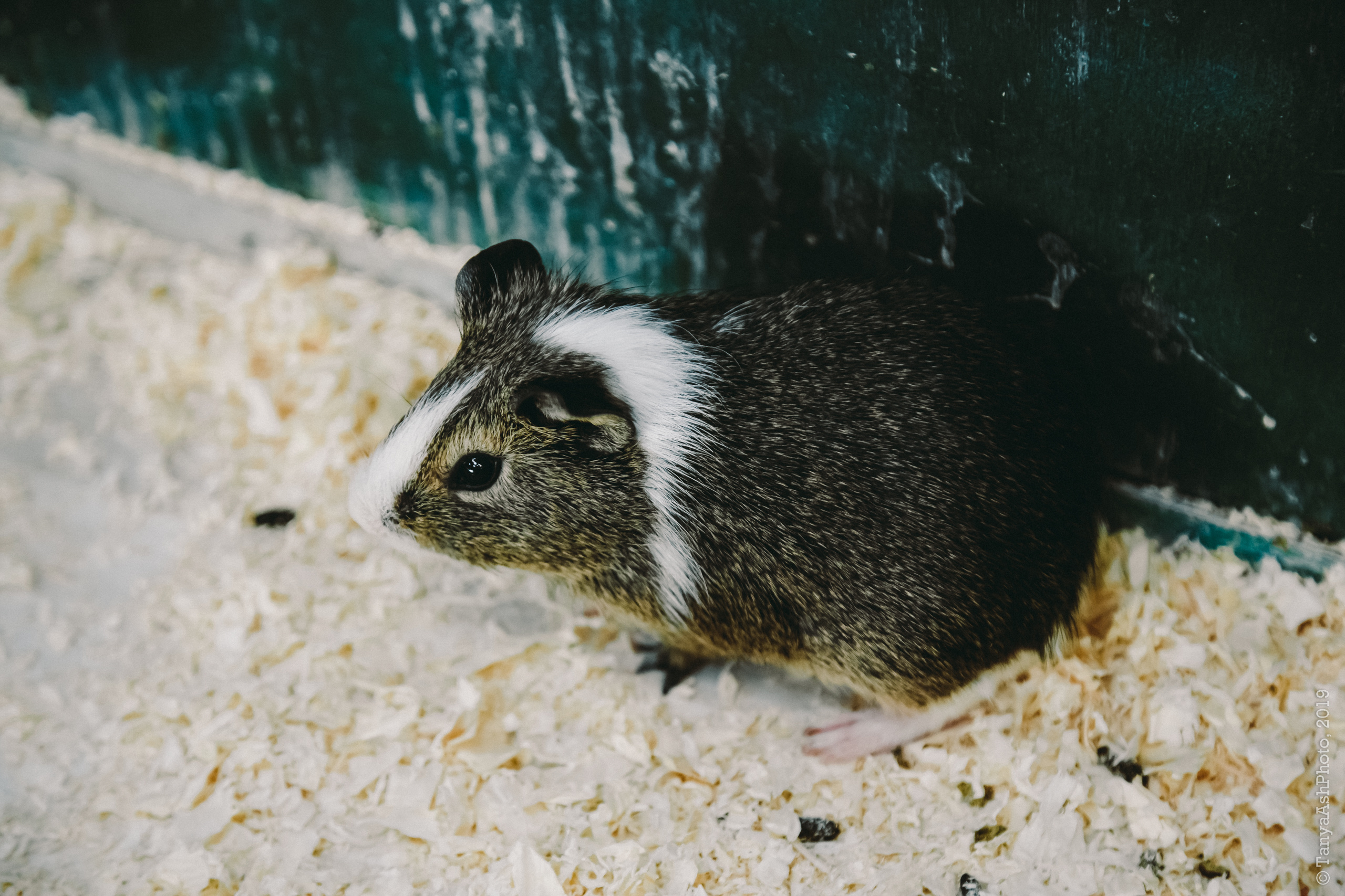 Контактный зоопарк "Зверюшки - не игрушки". Фотограф Сонкина Татьяна