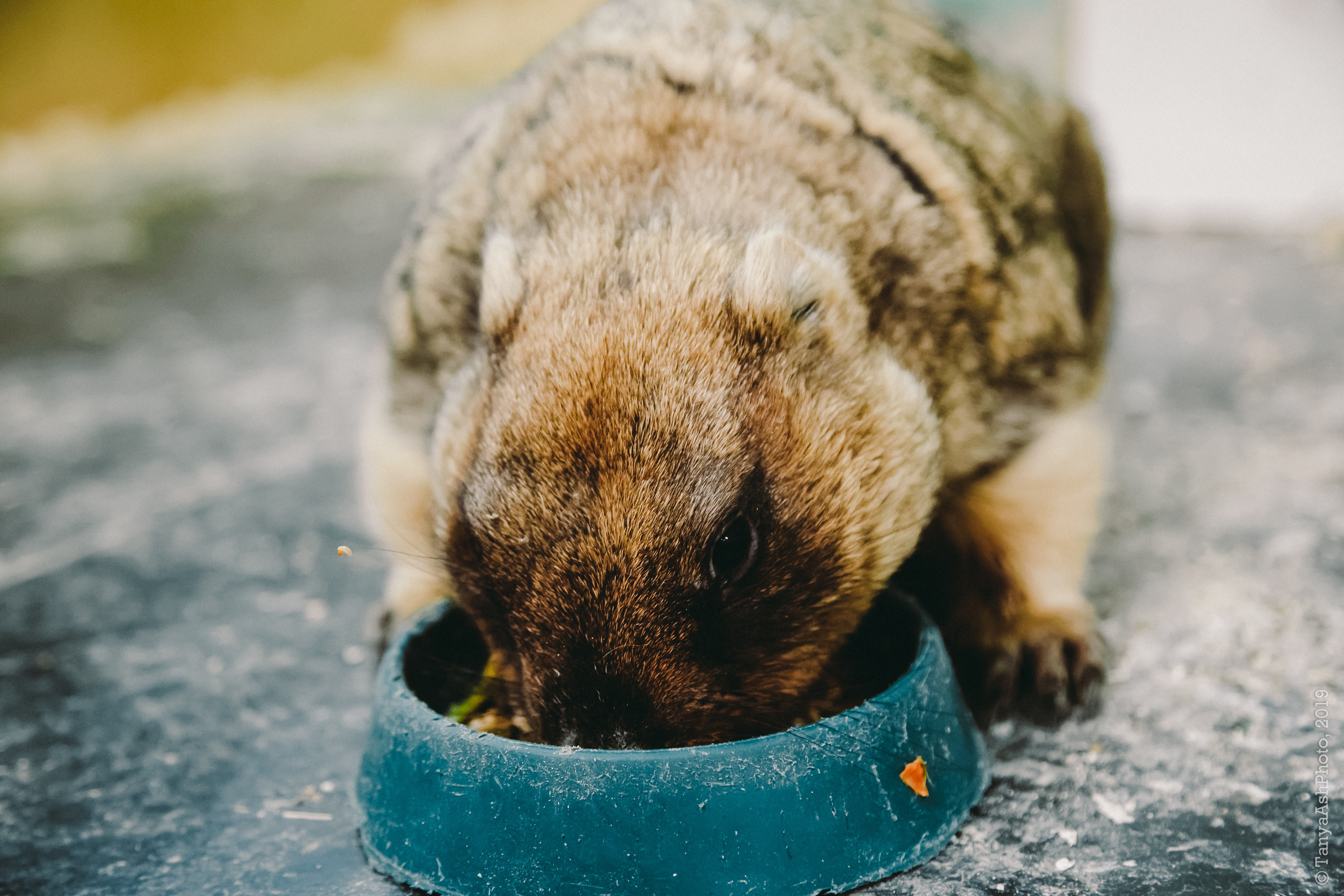 Контактный зоопарк "Зверюшки - не игрушки". Фотограф Сонкина Татьяна