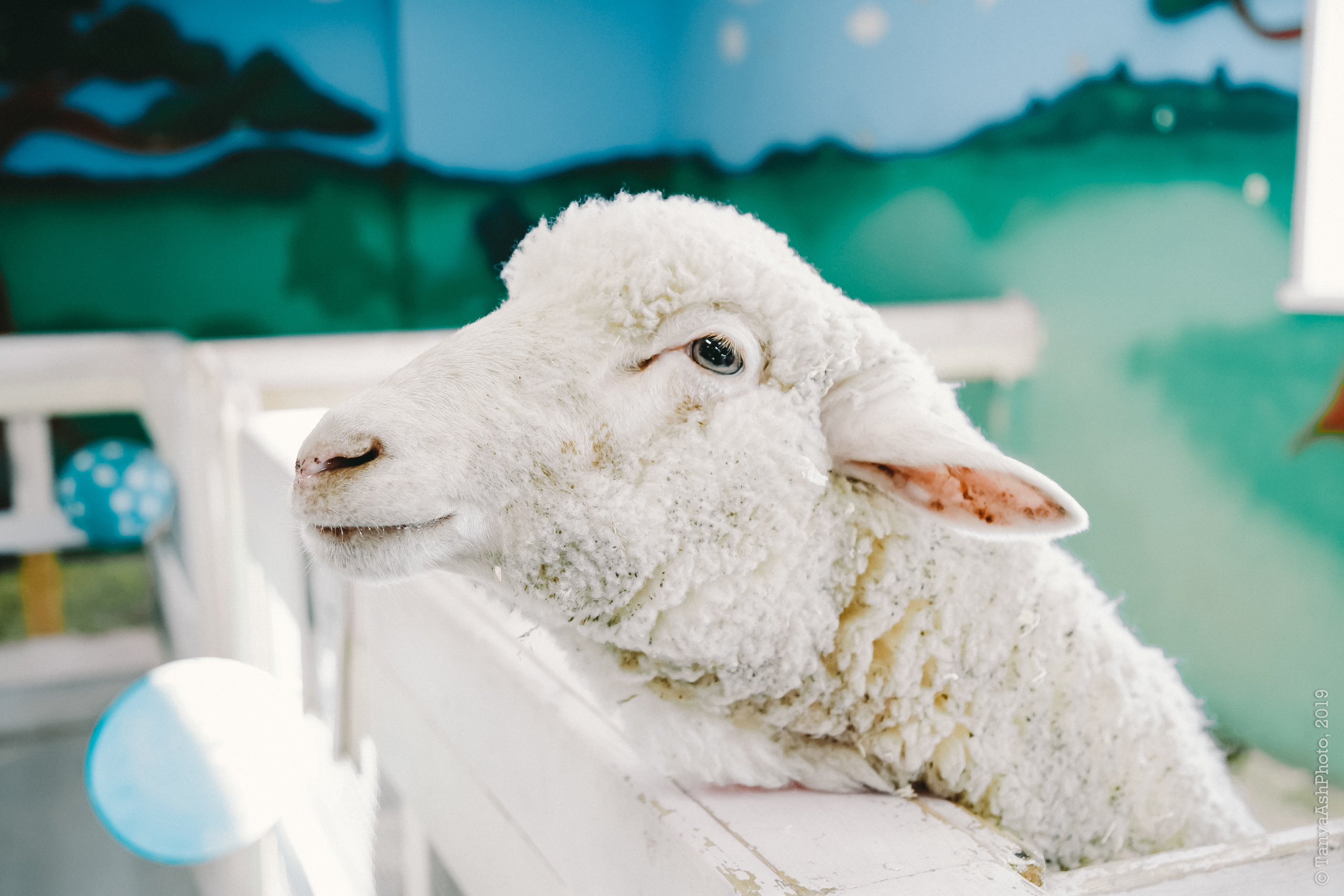 Контактный зоопарк "Зверюшки - не игрушки". Фотограф Сонкина Татьяна