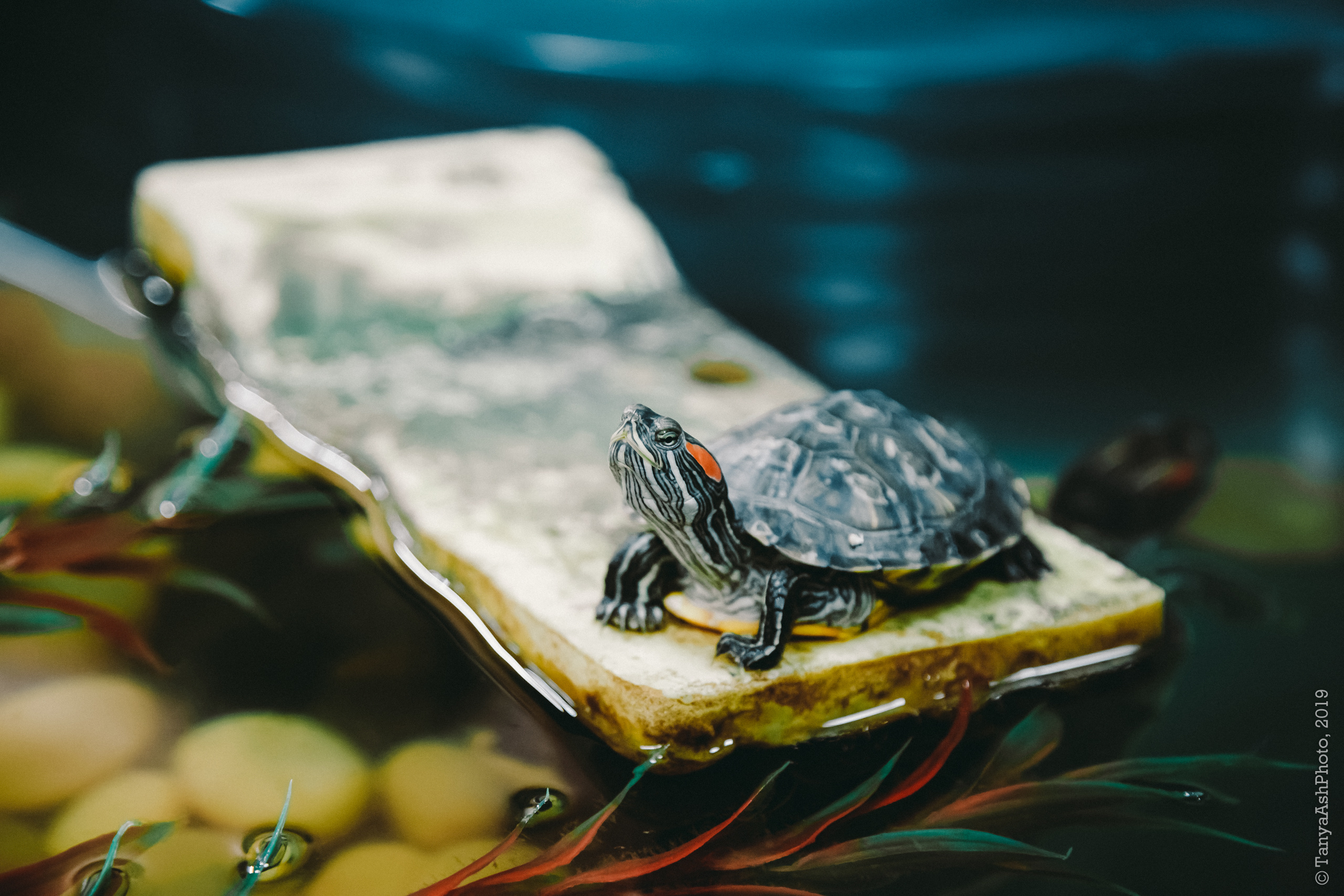 Контактный зоопарк "Зверюшки - не игрушки". Фотограф Сонкина Татьяна