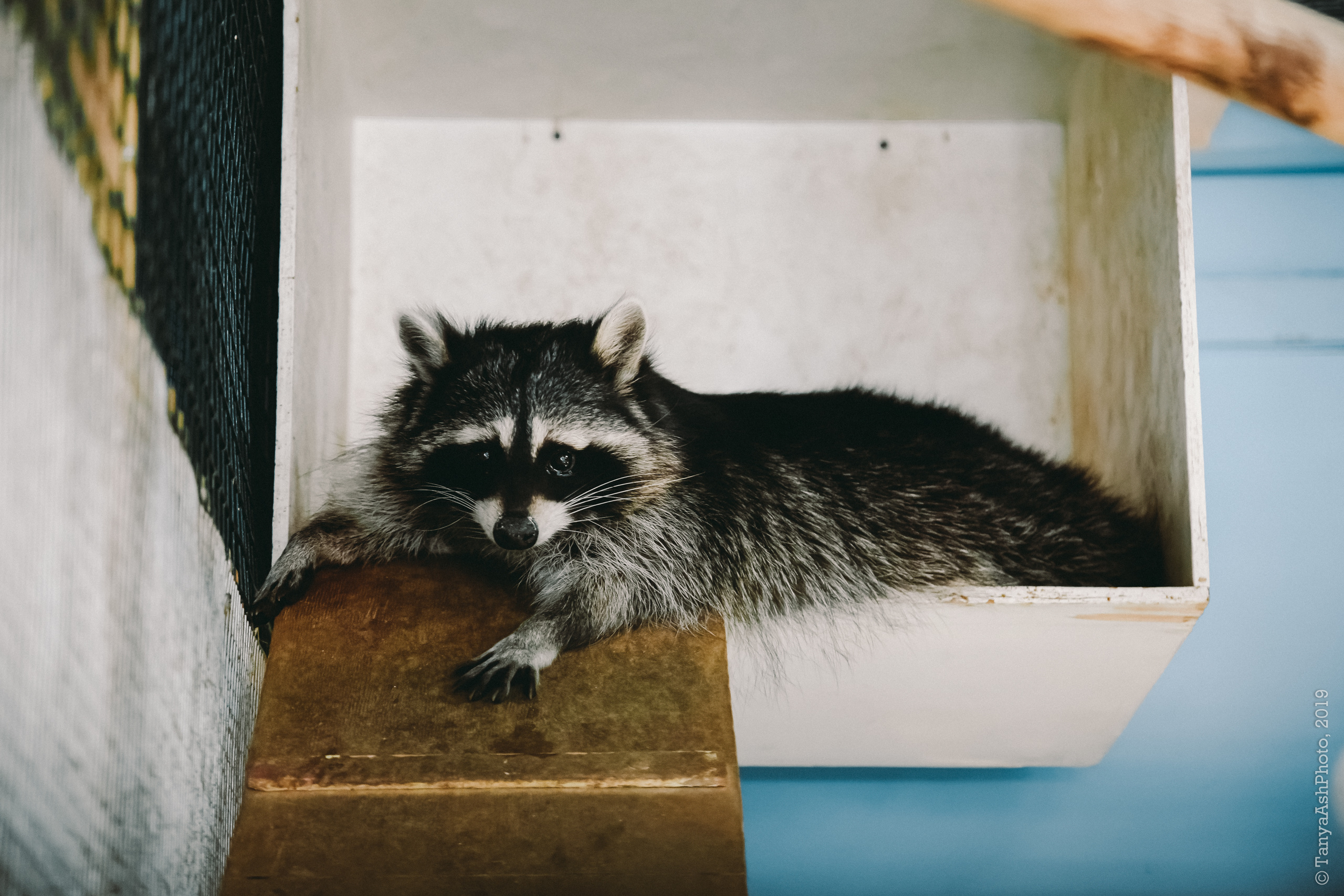 Контактный зоопарк "Зверюшки - не игрушки". Фотограф Сонкина Татьяна