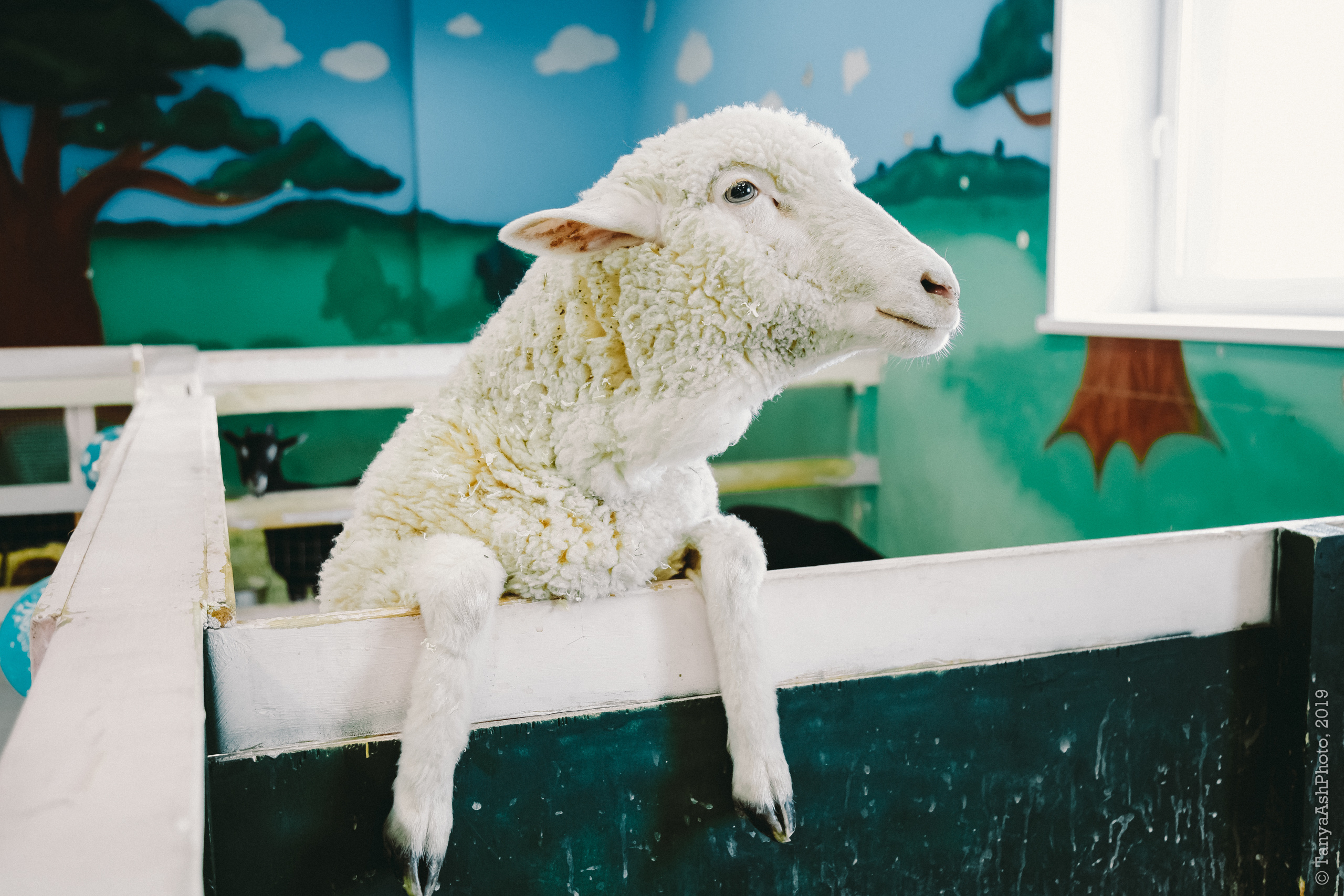 Контактный зоопарк "Зверюшки - не игрушки". Фотограф Сонкина Татьяна