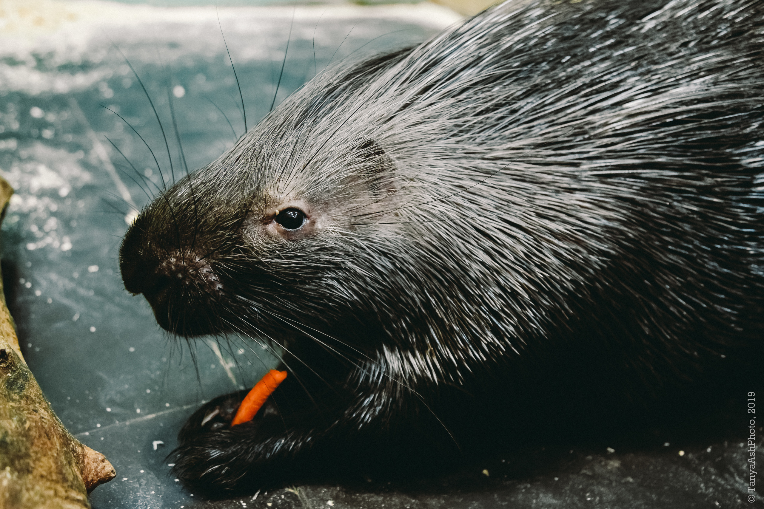 Контактный зоопарк "Зверюшки - не игрушки". Фотограф Сонкина Татьяна