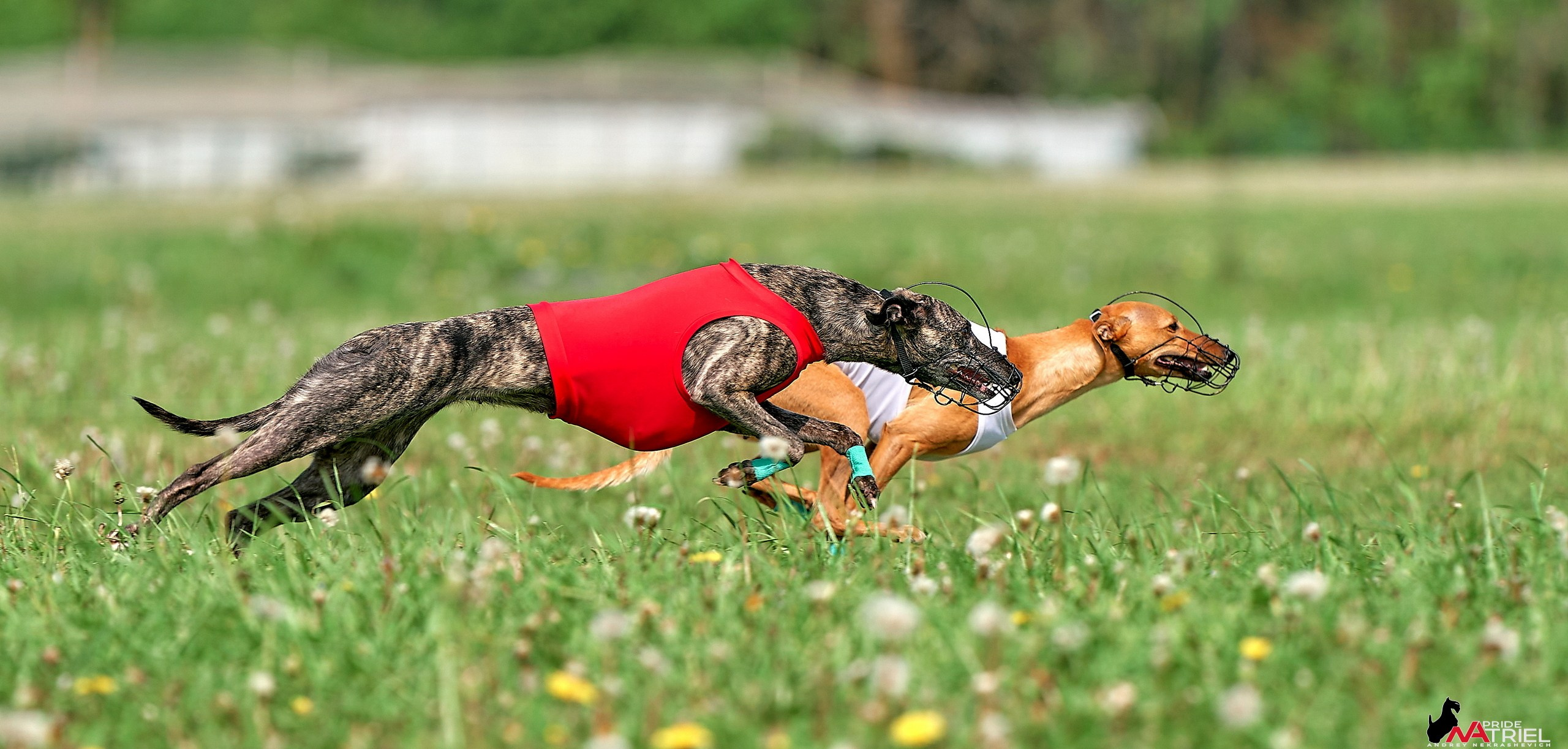 Съемка курсинг — галерея NATRIEL