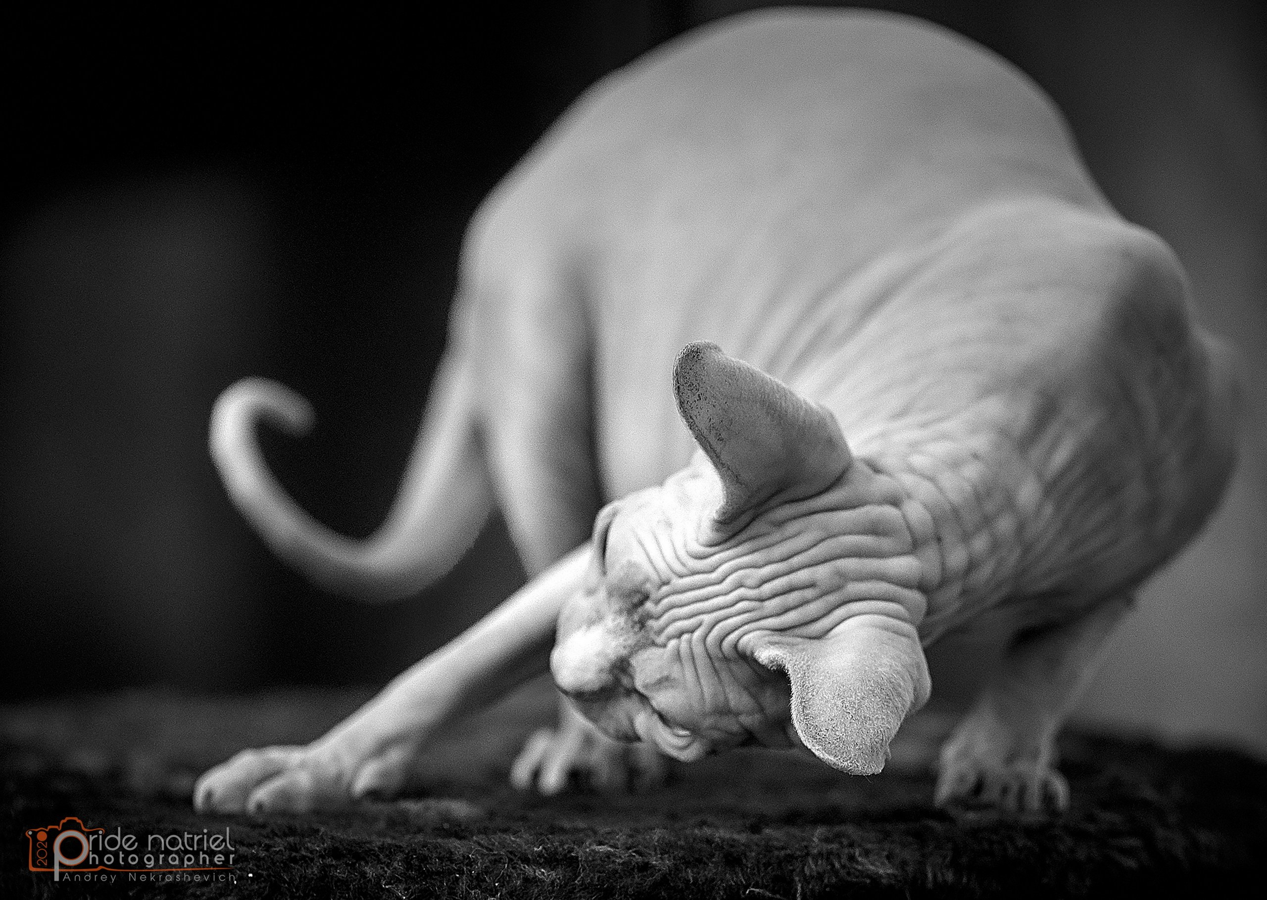 Домашние кошки — галерея NATRIEL