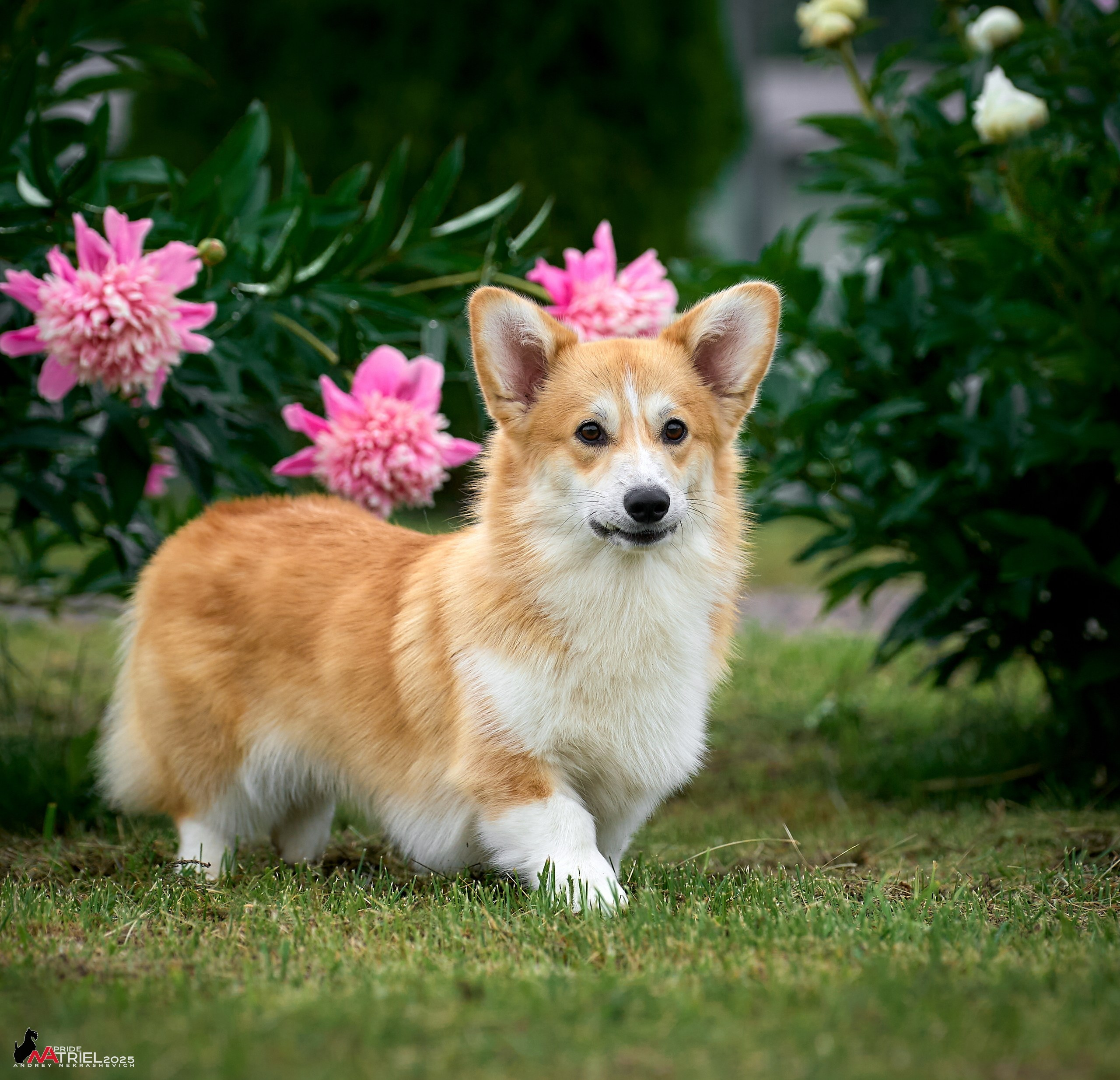 Репортаж с выставки собак