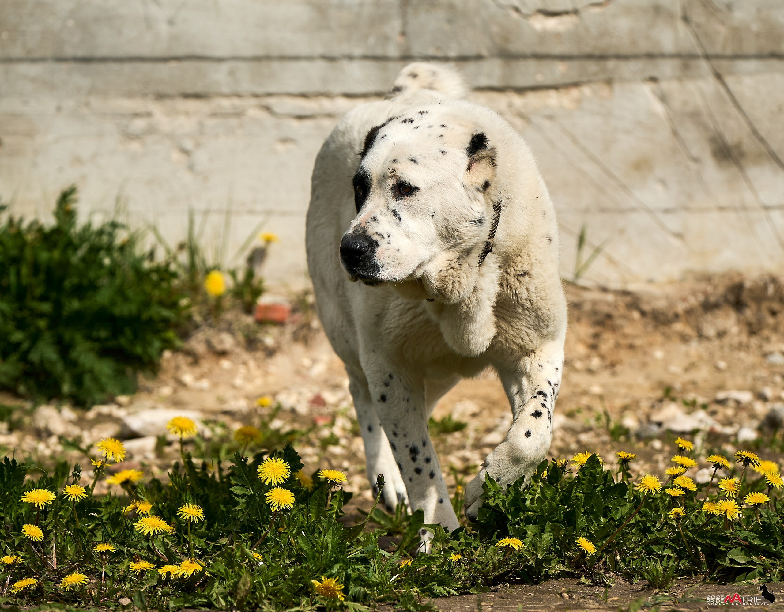 Съемка в питомнике