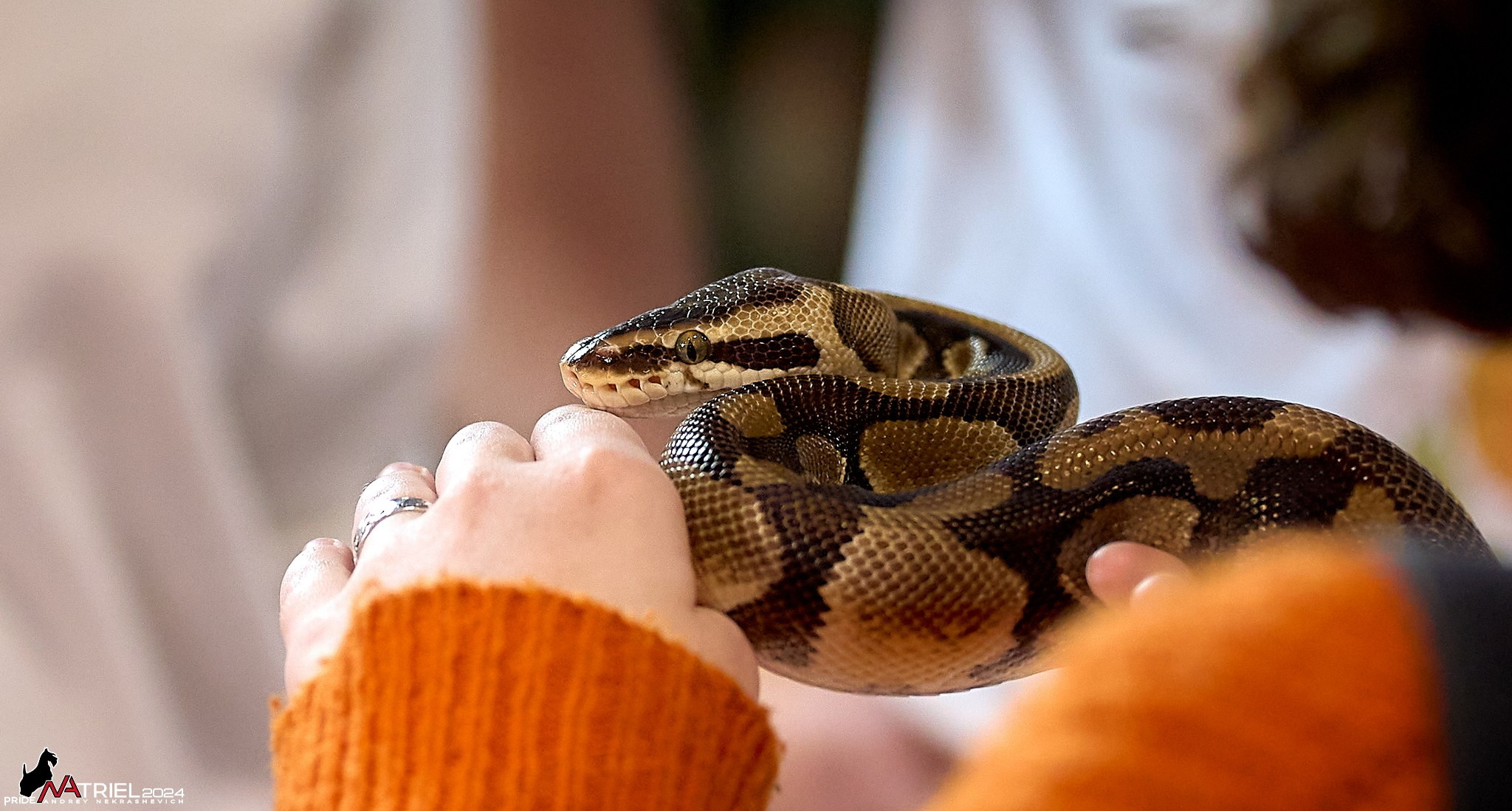 Репортаж с выставки РЕПТИЛИУМ-2024