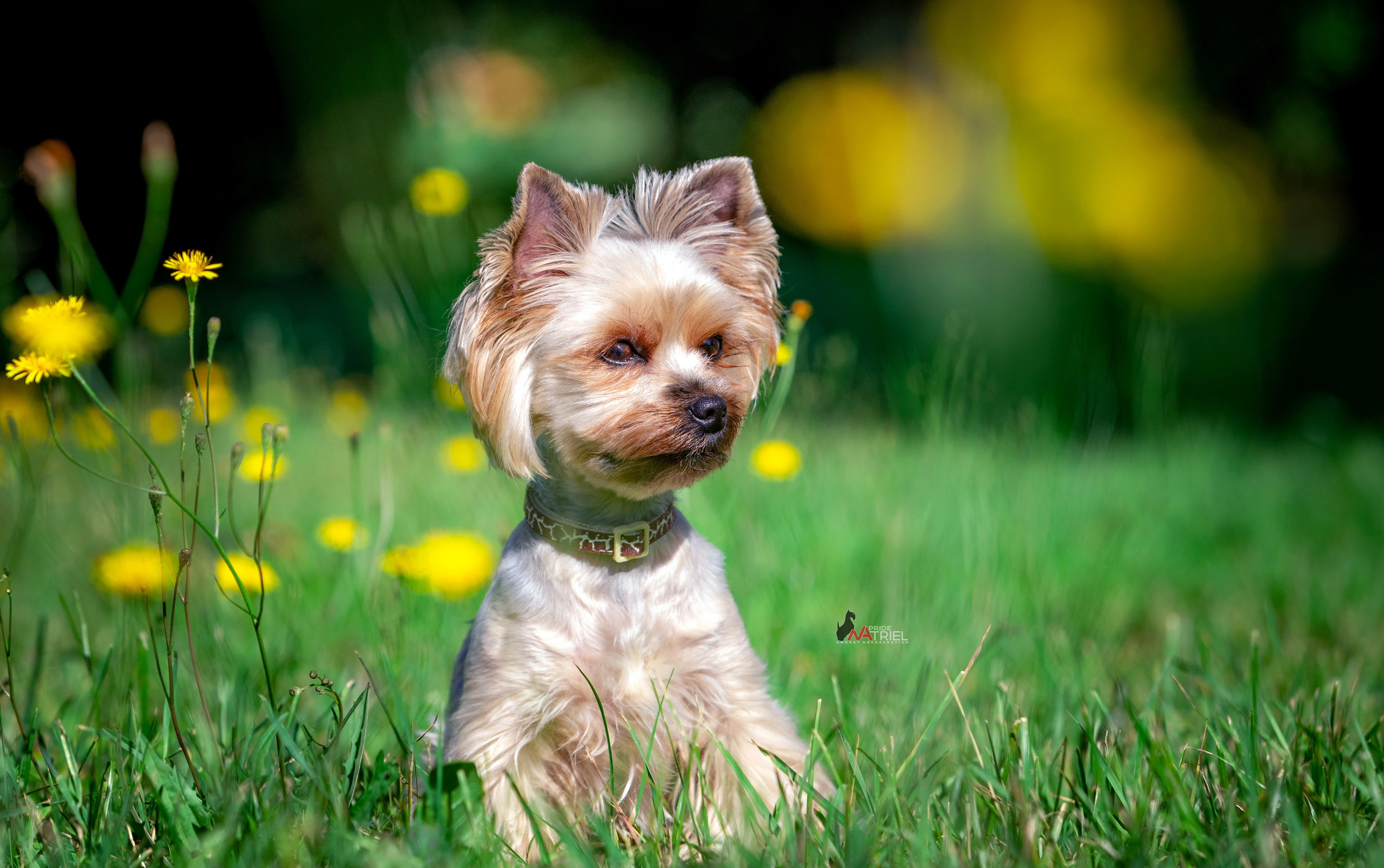 Йоркширский терьер Циля