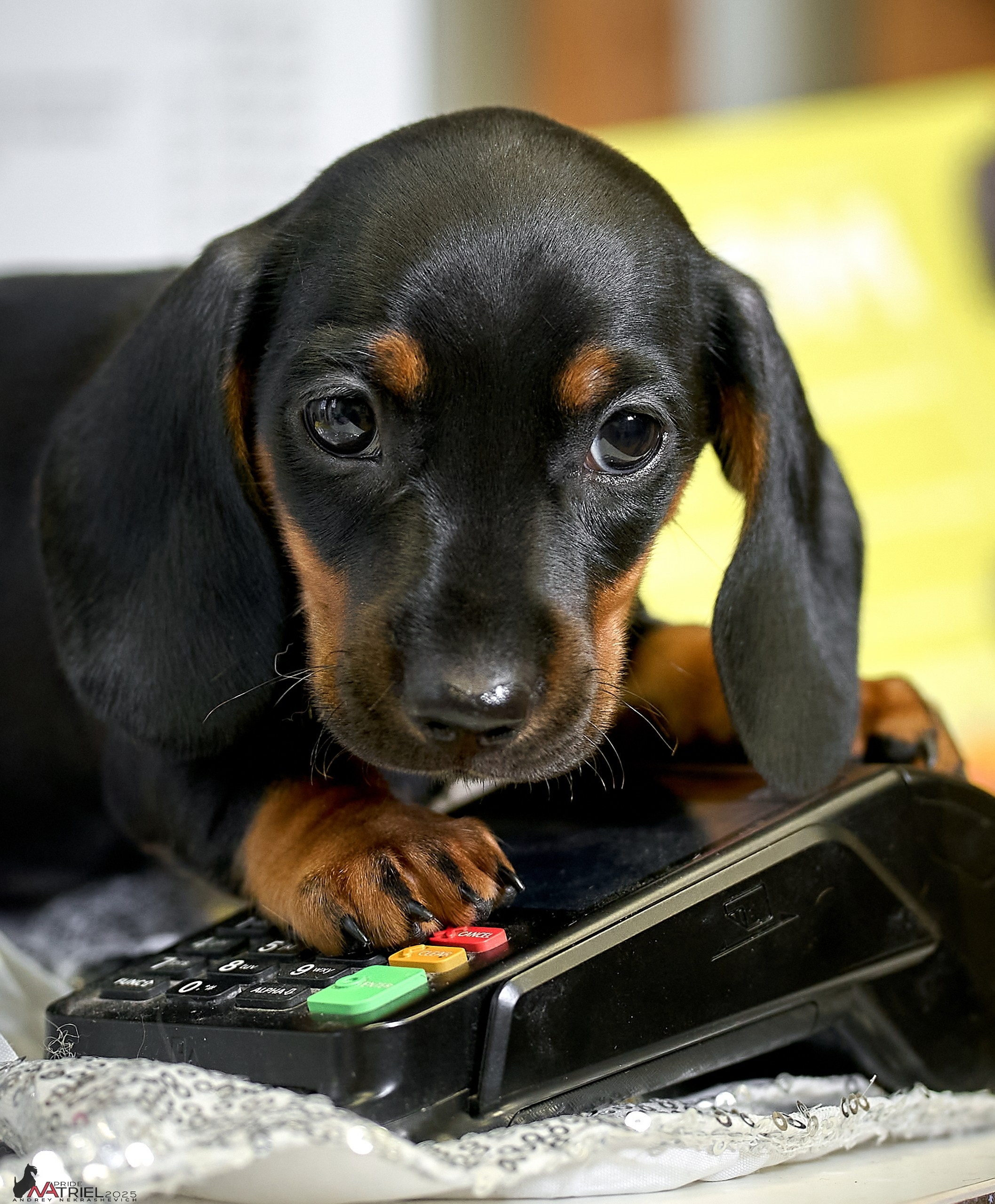 Съемка щенков таксы с мобильным светом